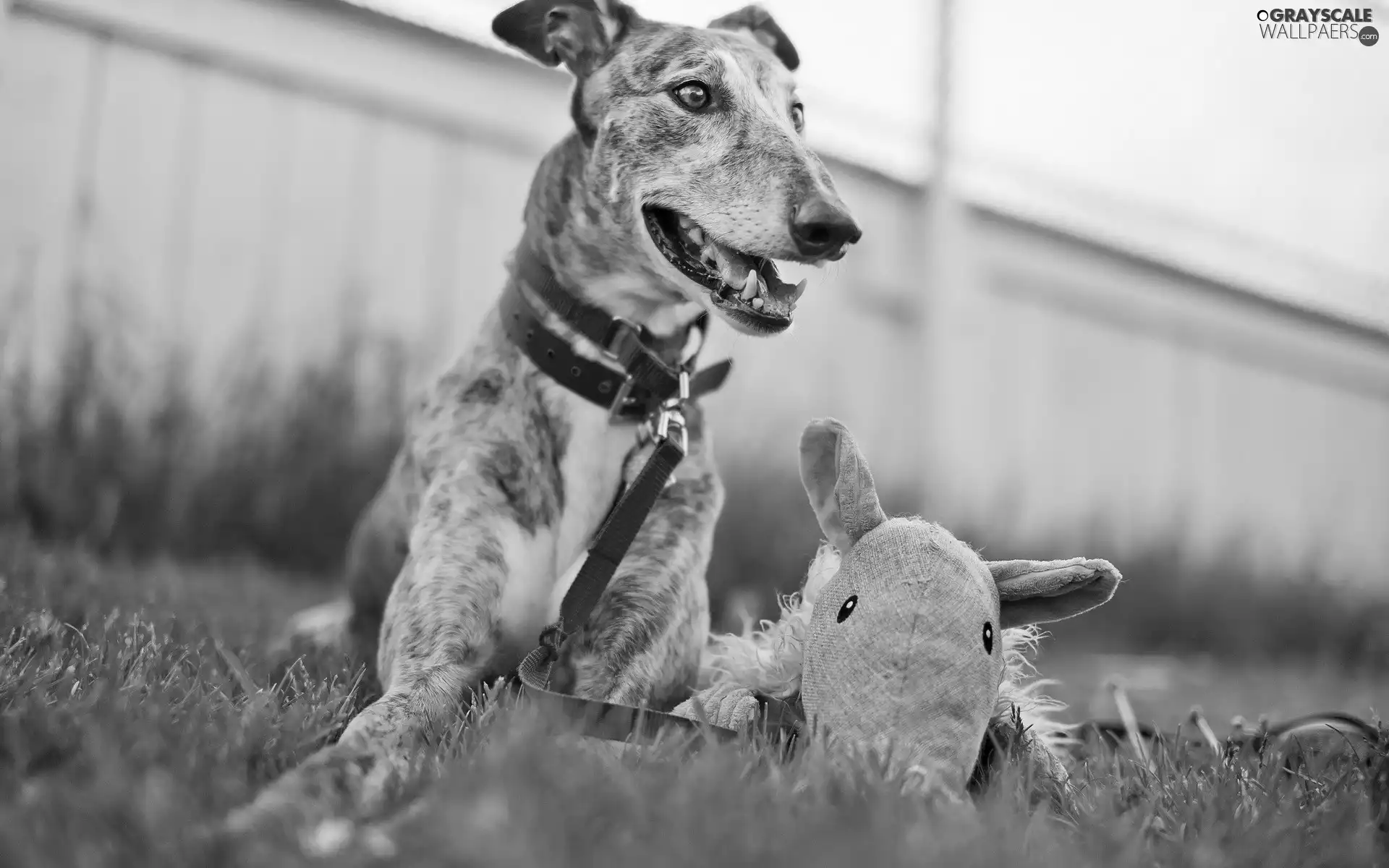 mascot, grass, dog-collar, Leash, dog