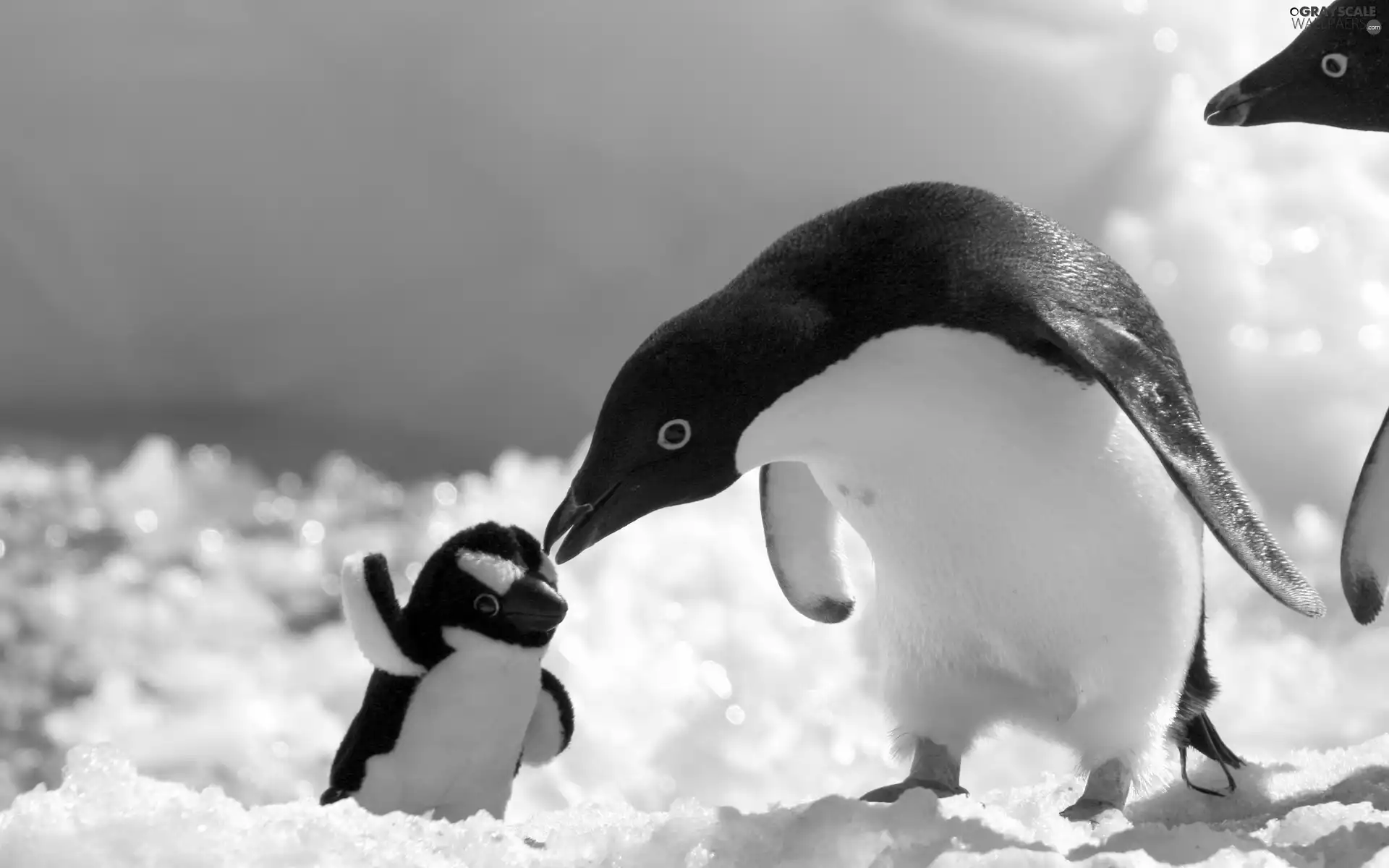 penguin, mascot