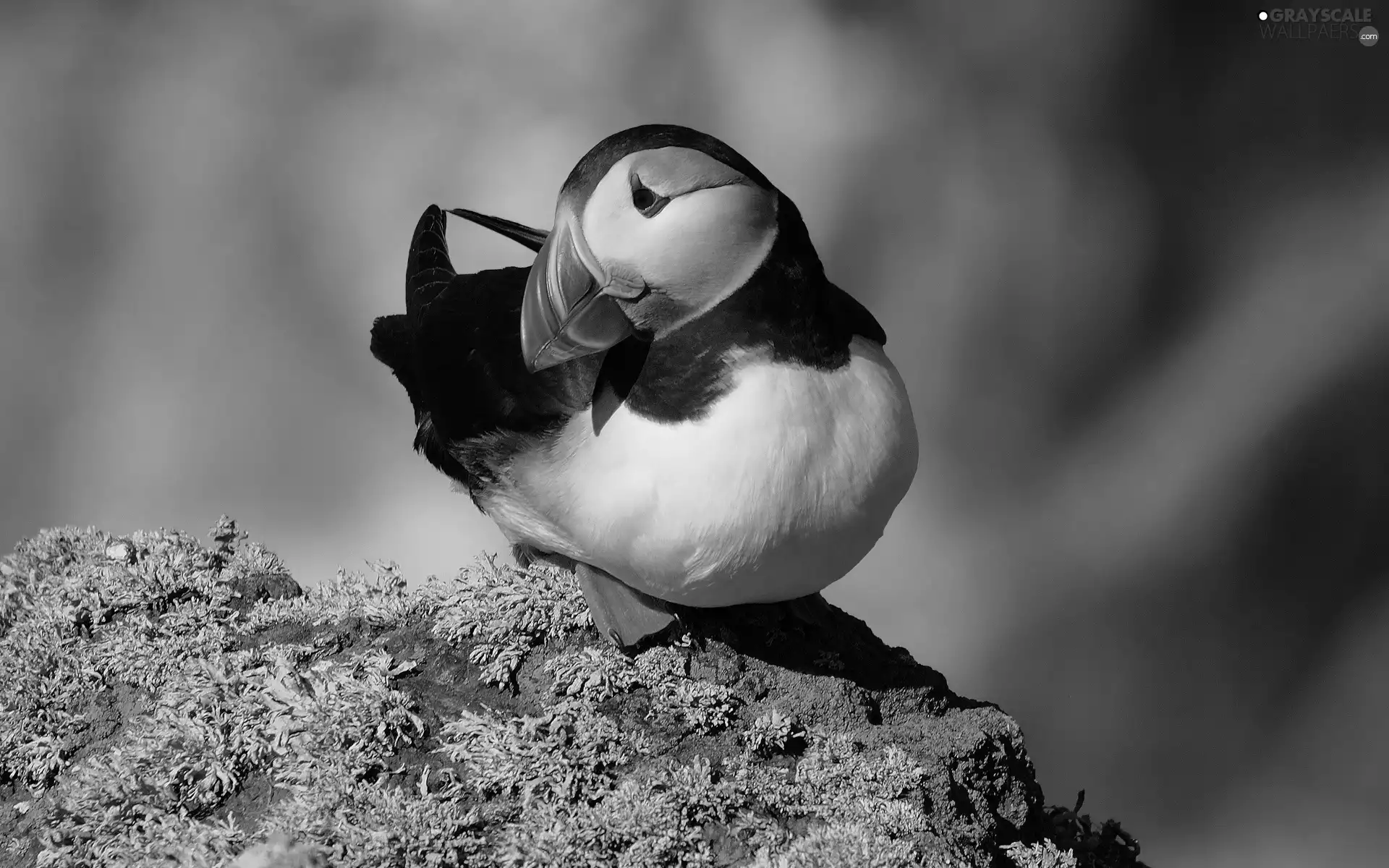 Maskonur, Beatyfull, Bird