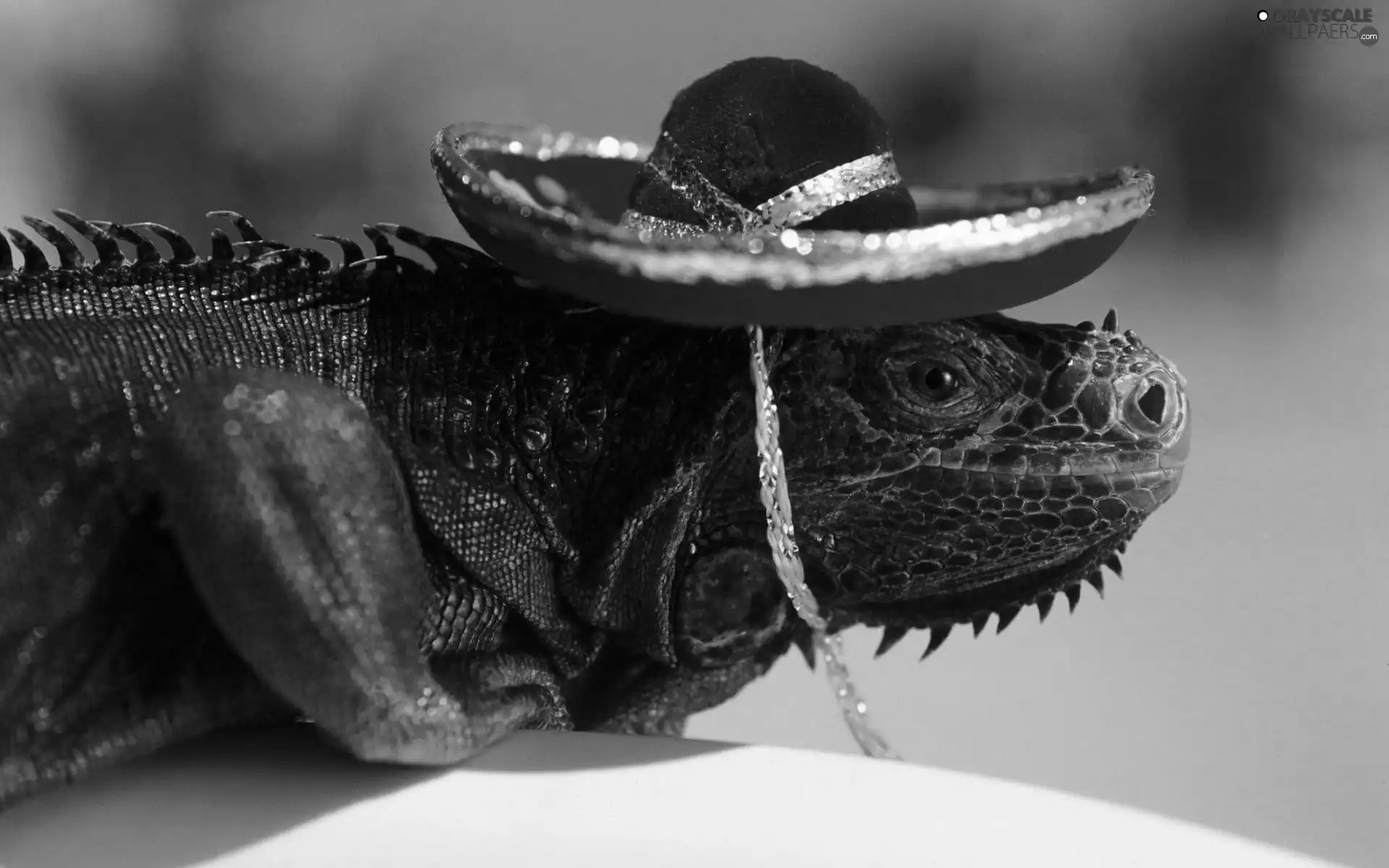 high, Hat, masquerade, lizard