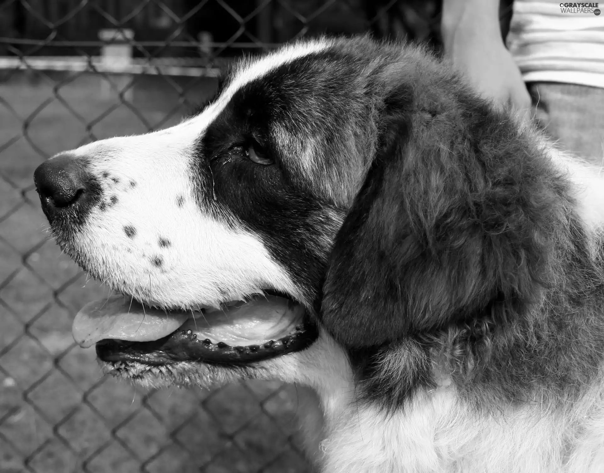 Head, Pyrenean mastiff