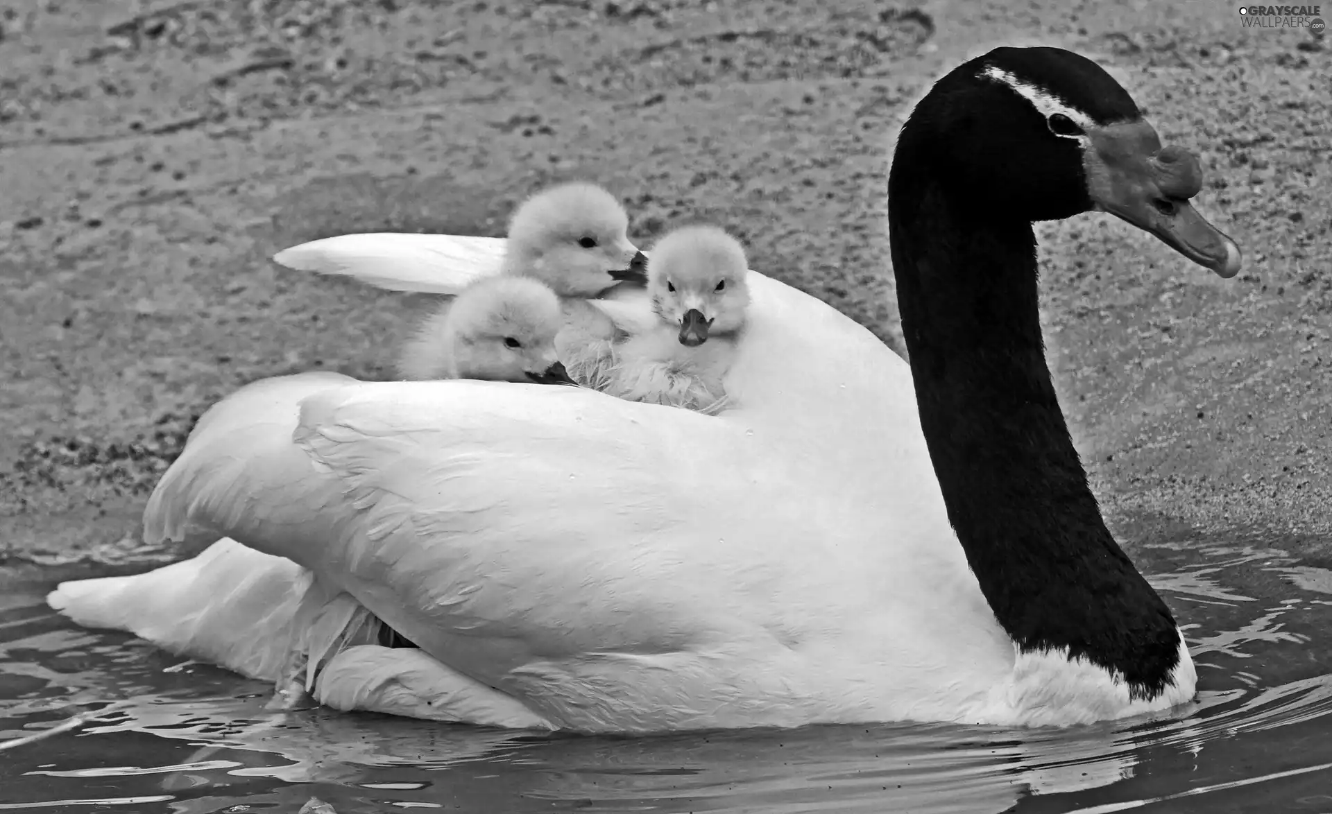 maternity, Swans, chick