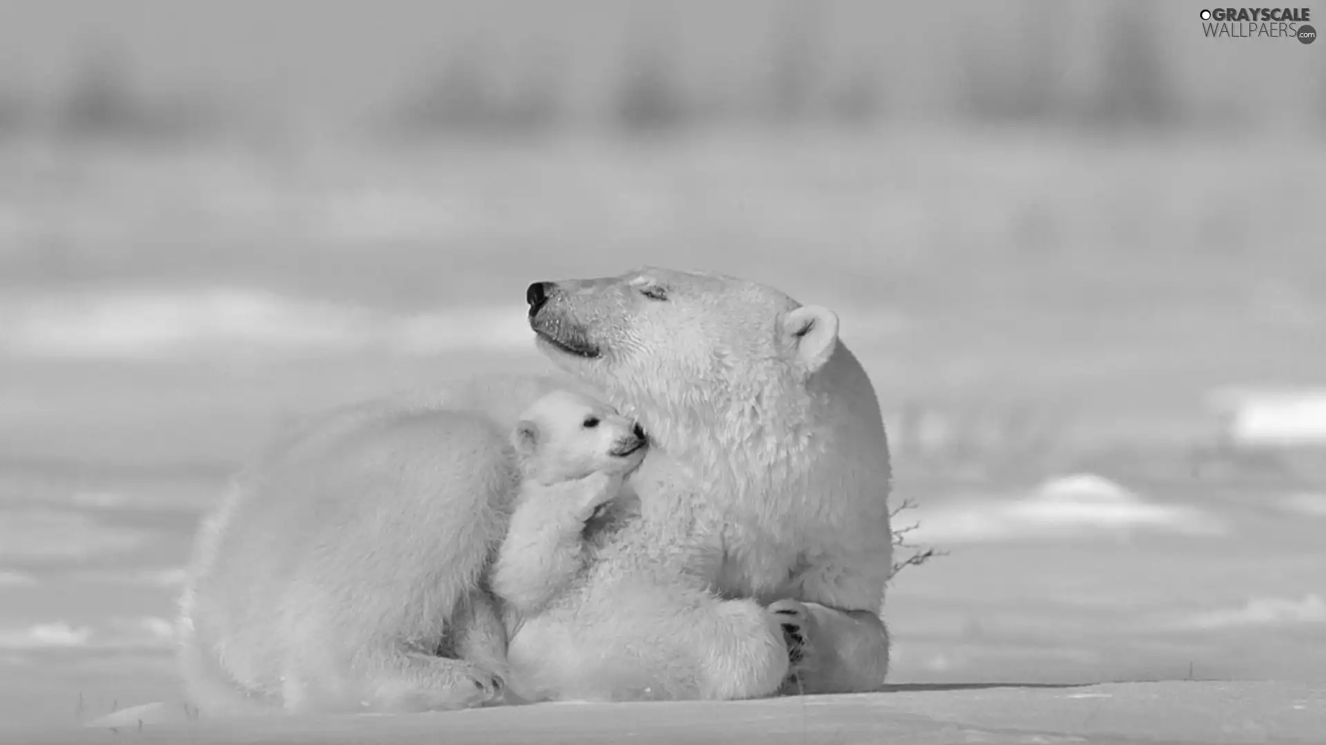 maternity, bear, polar