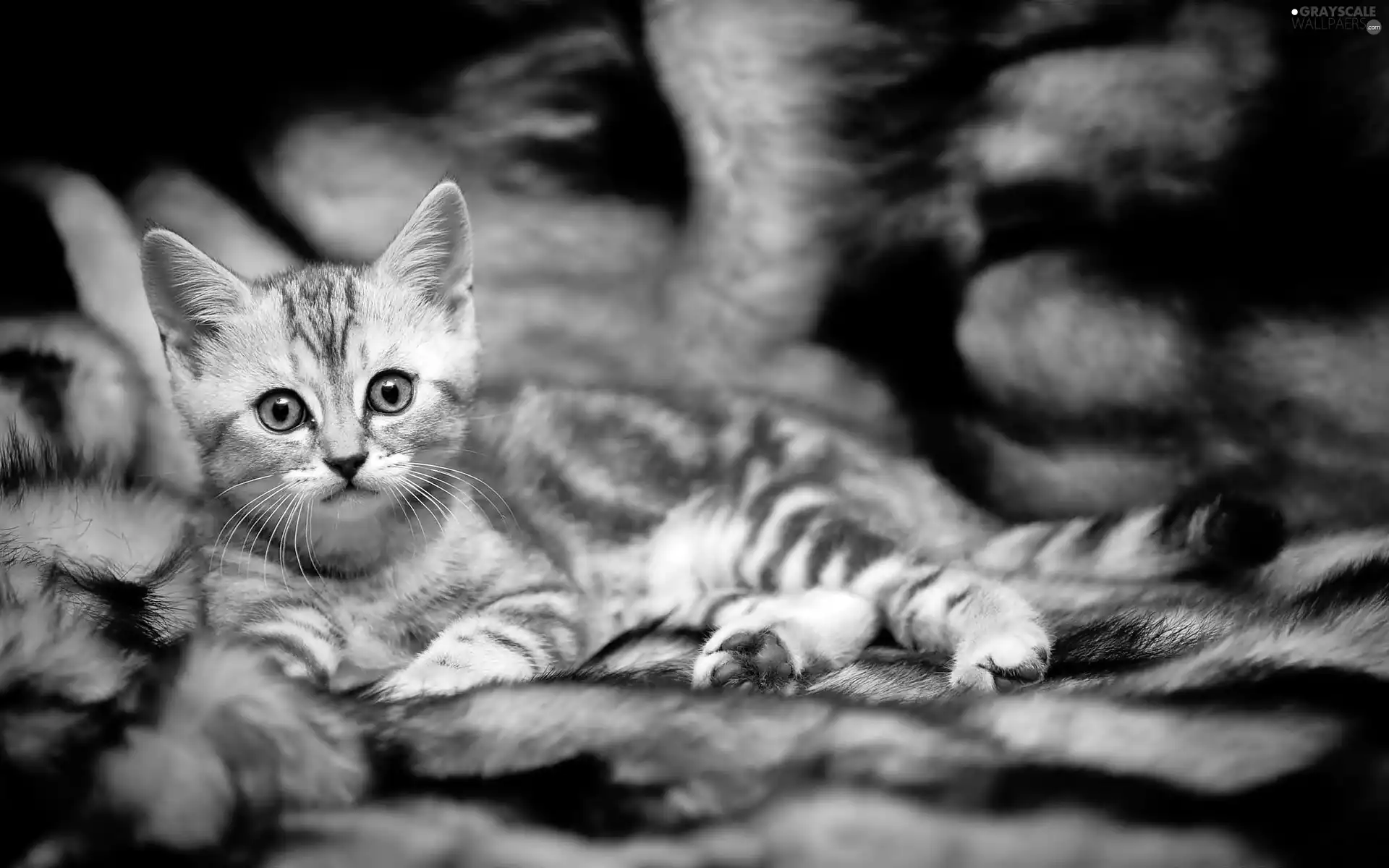 cat, British Shorthair