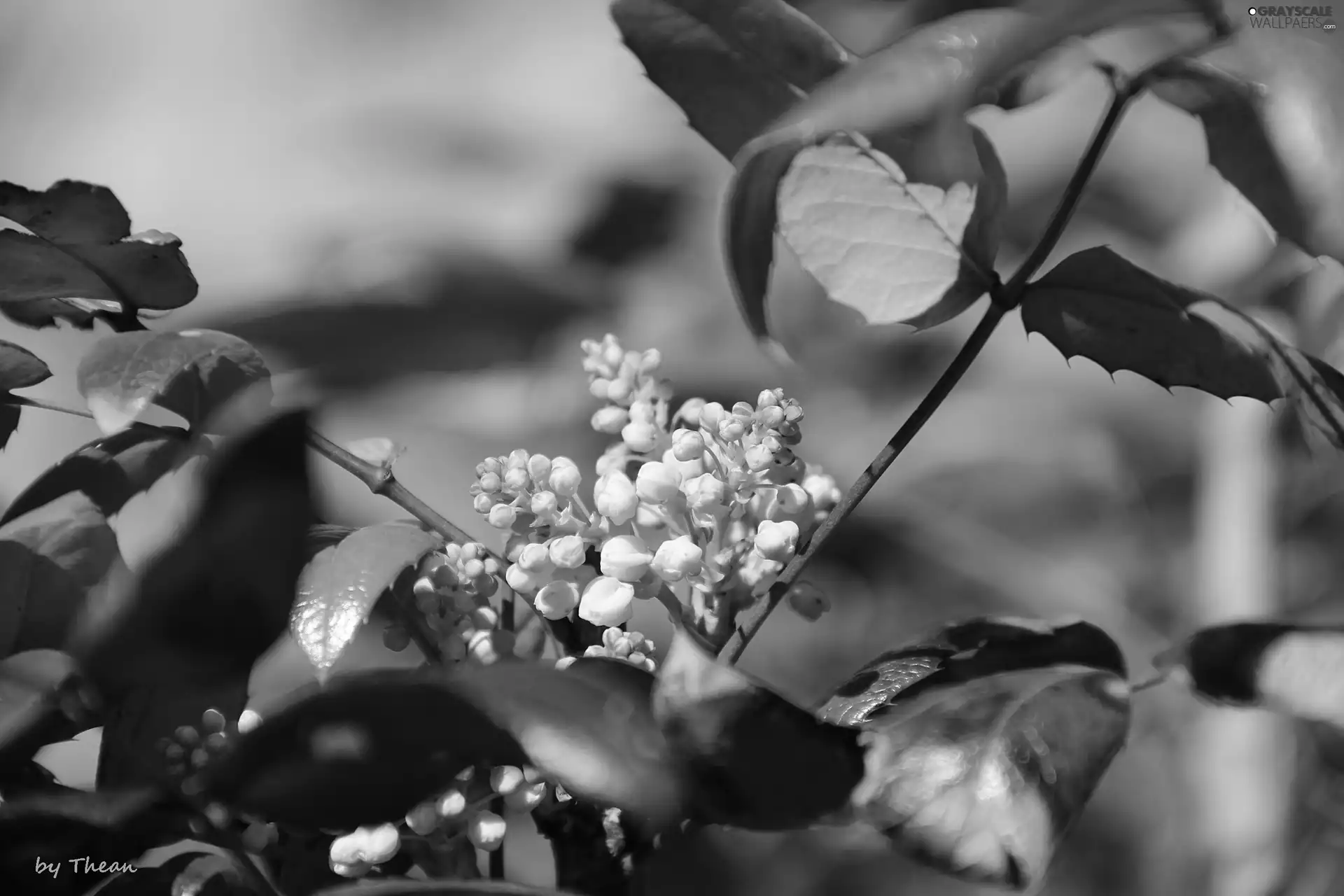 holly, May