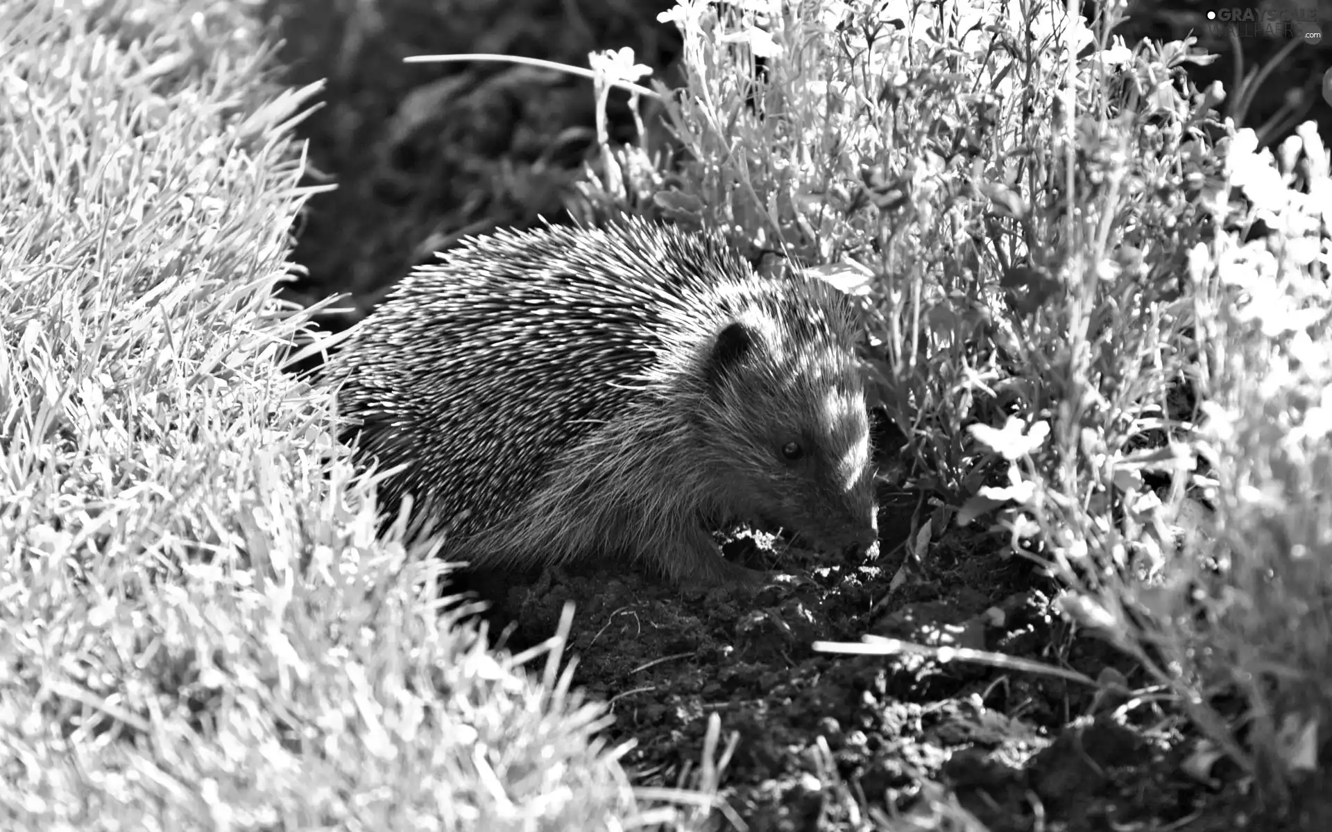 meadow, hedgehog, an