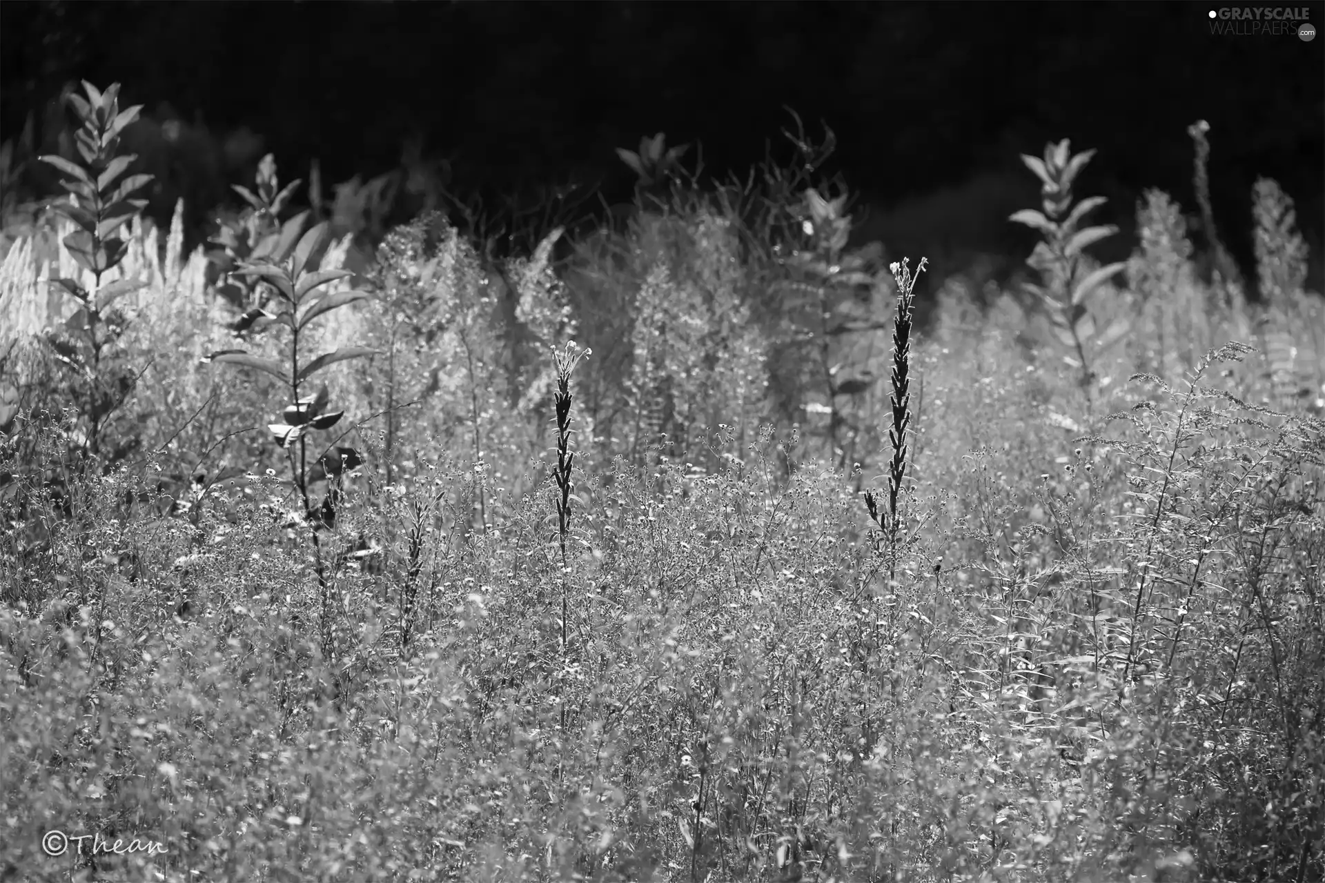 meadow, Plants, an