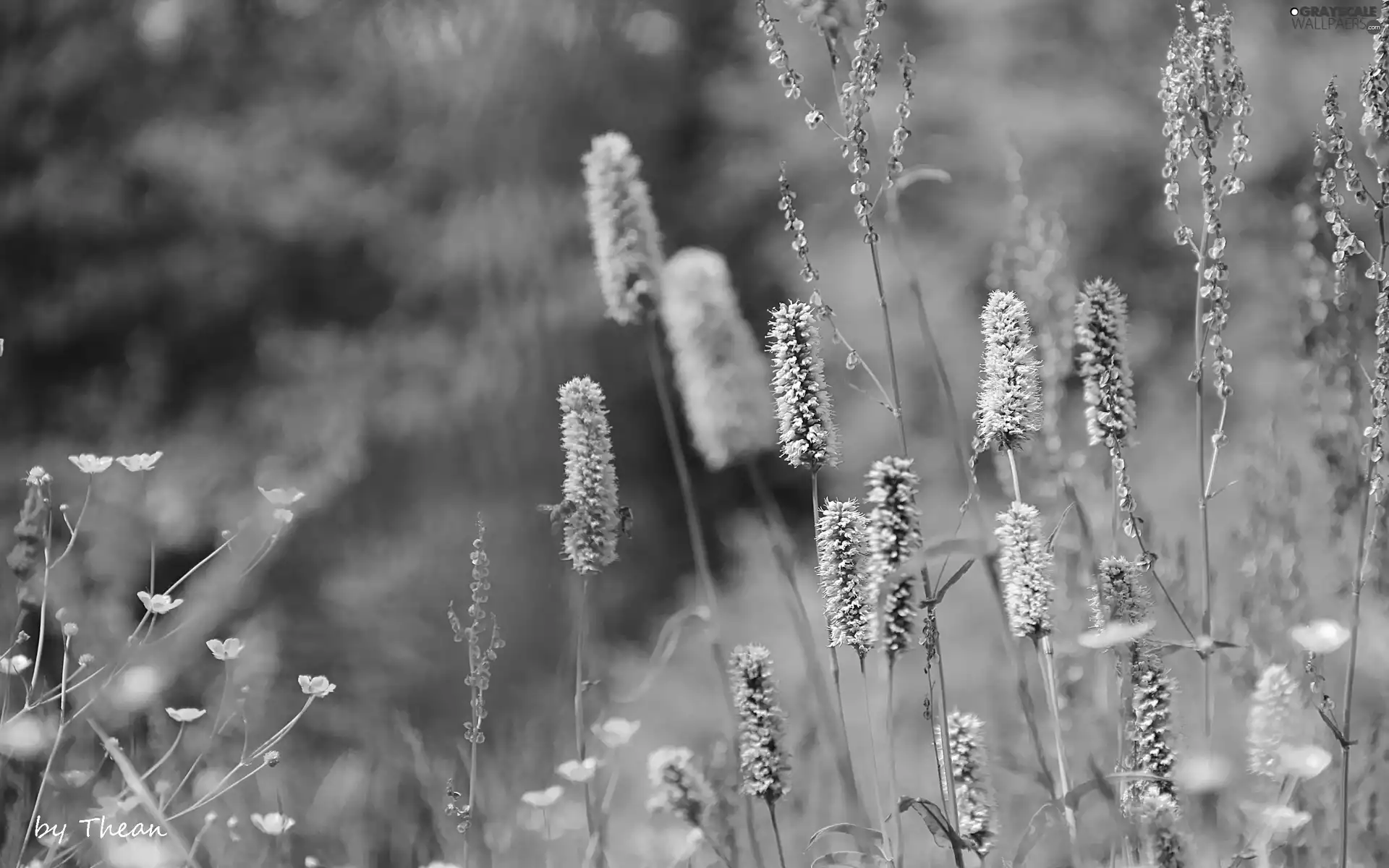 meadow, Plants, an