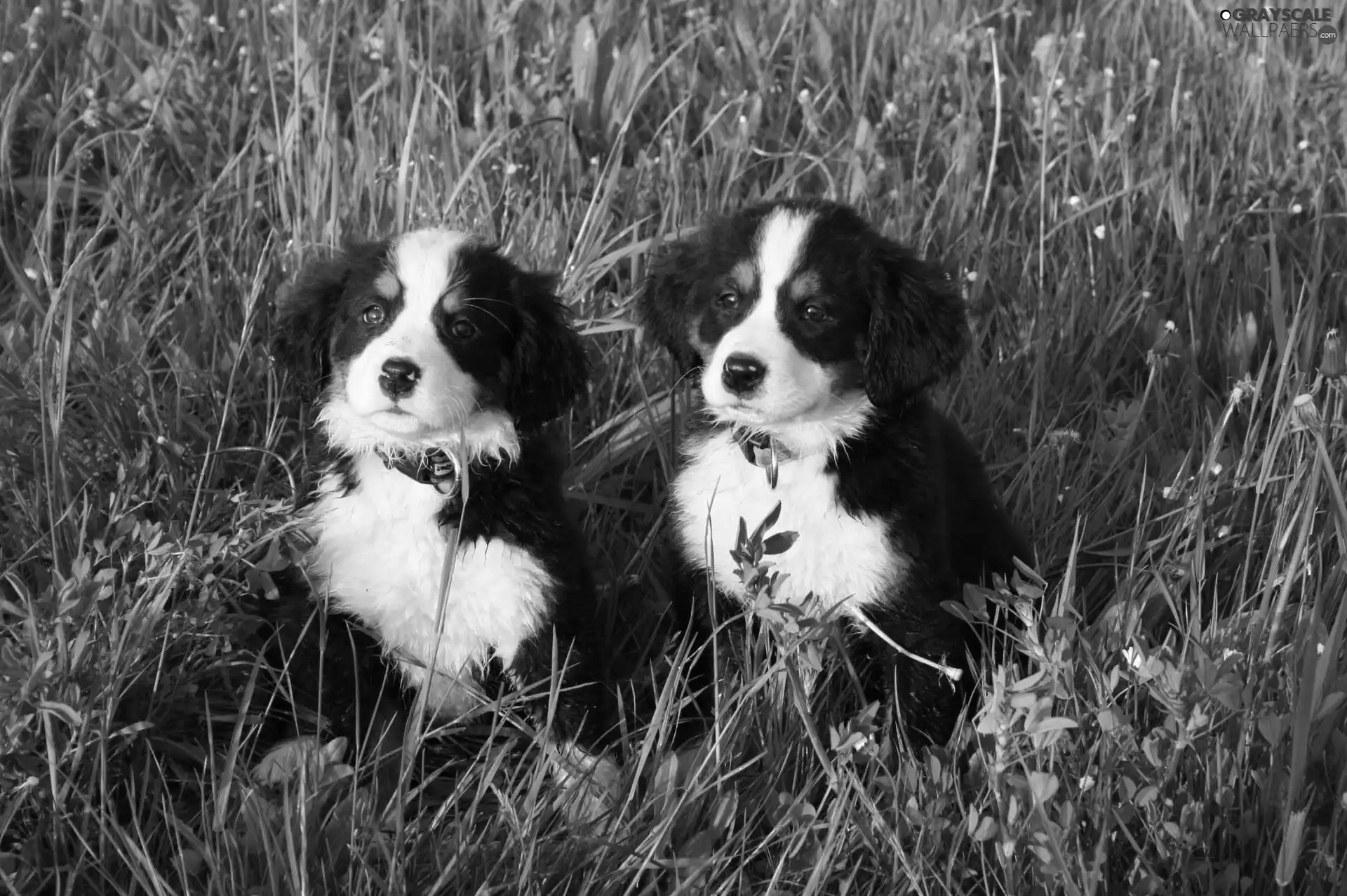 meadow, puppies, an
