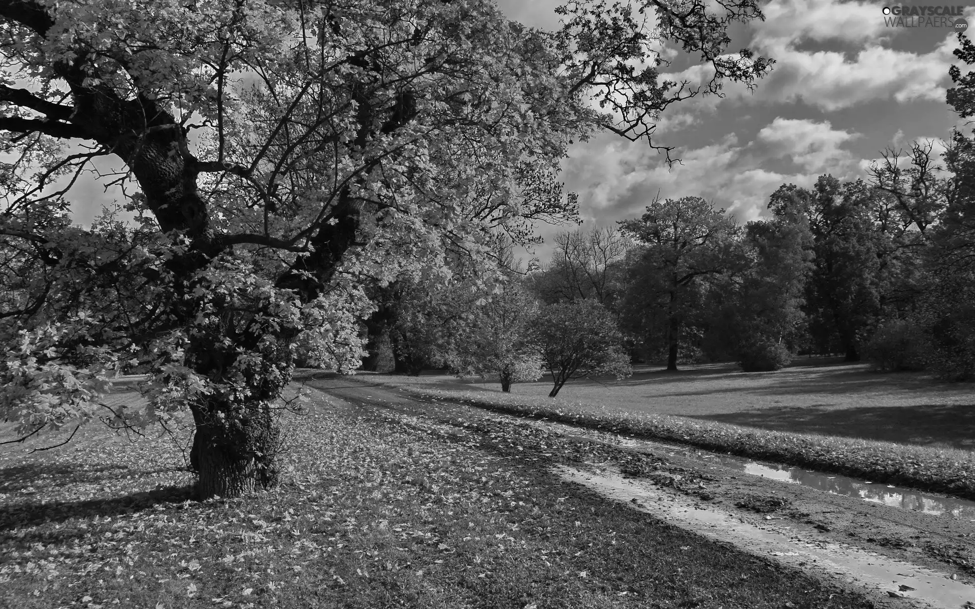 Leaf, trees, clouds, viewes, Way, Meadow, autumn