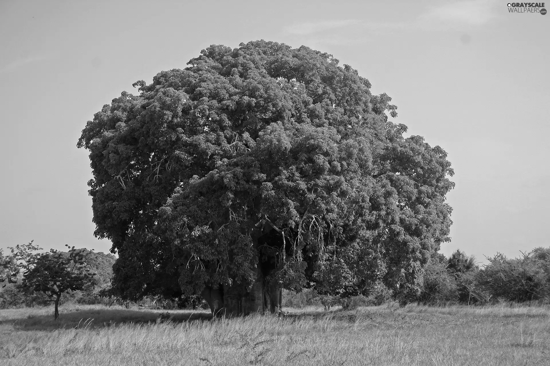 Baobab, Meadow