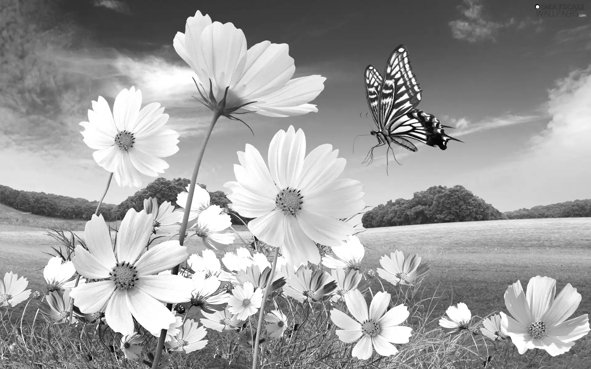 Beauty, butterfly, Meadow, Cosmos
