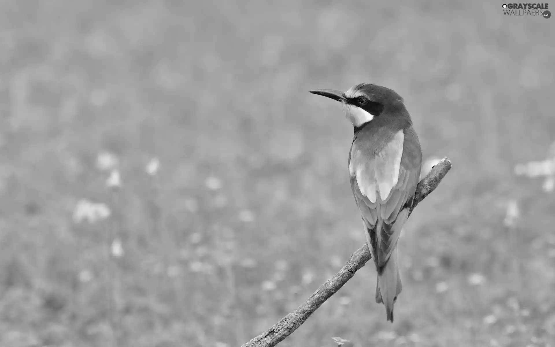 Meadow, color, birdies