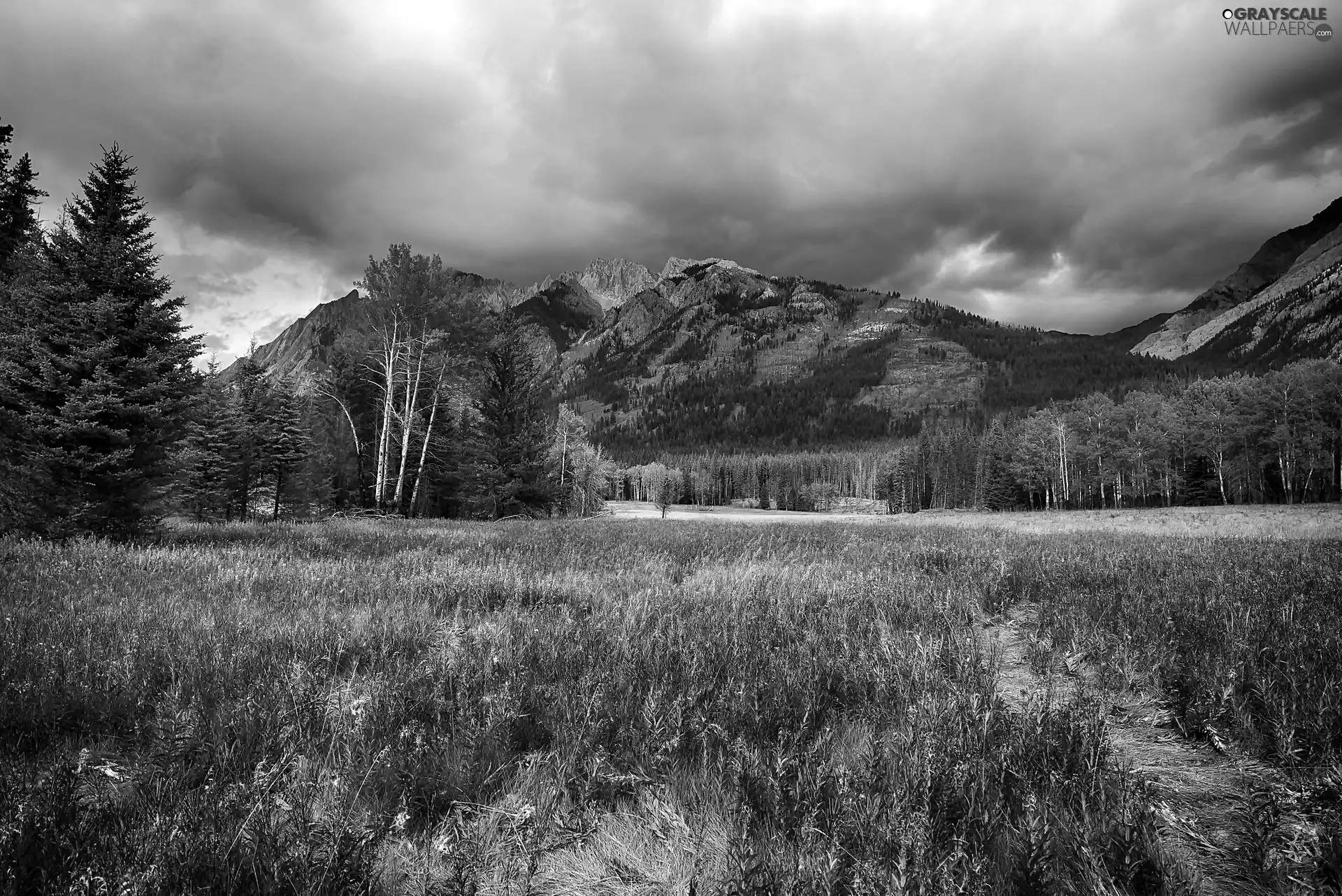 Mountains, Clouds darkened the Skies, Meadow, forest, Blooming grass