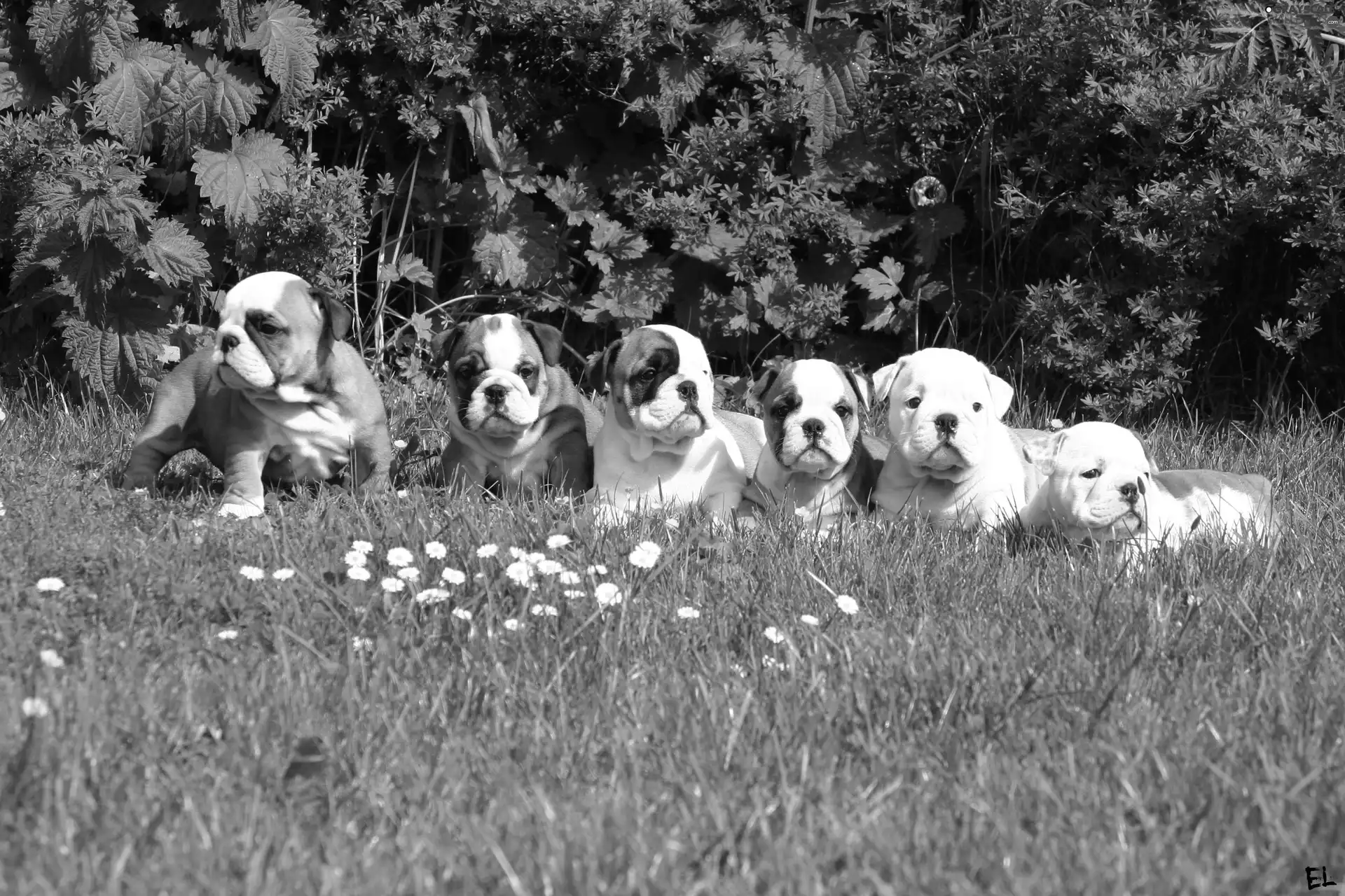 Meadow, puppies, Bulldogs