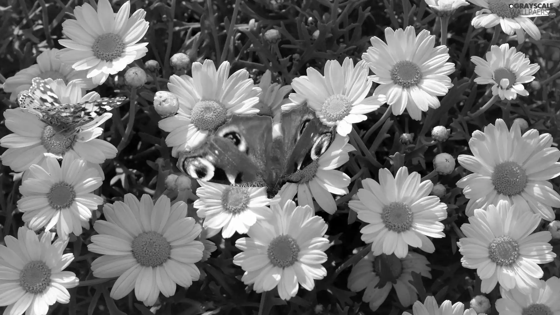 Peacock, daisy, butterfly