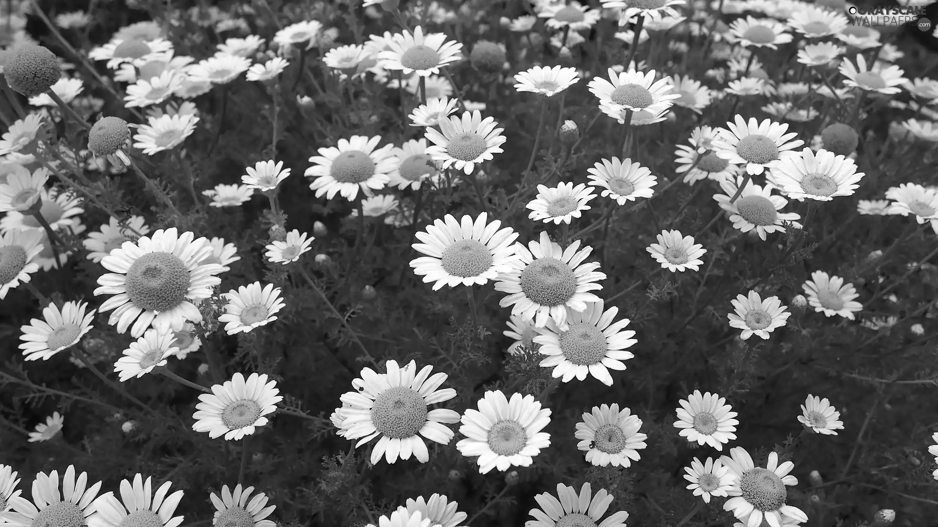 Meadow, Flowers, camomiles