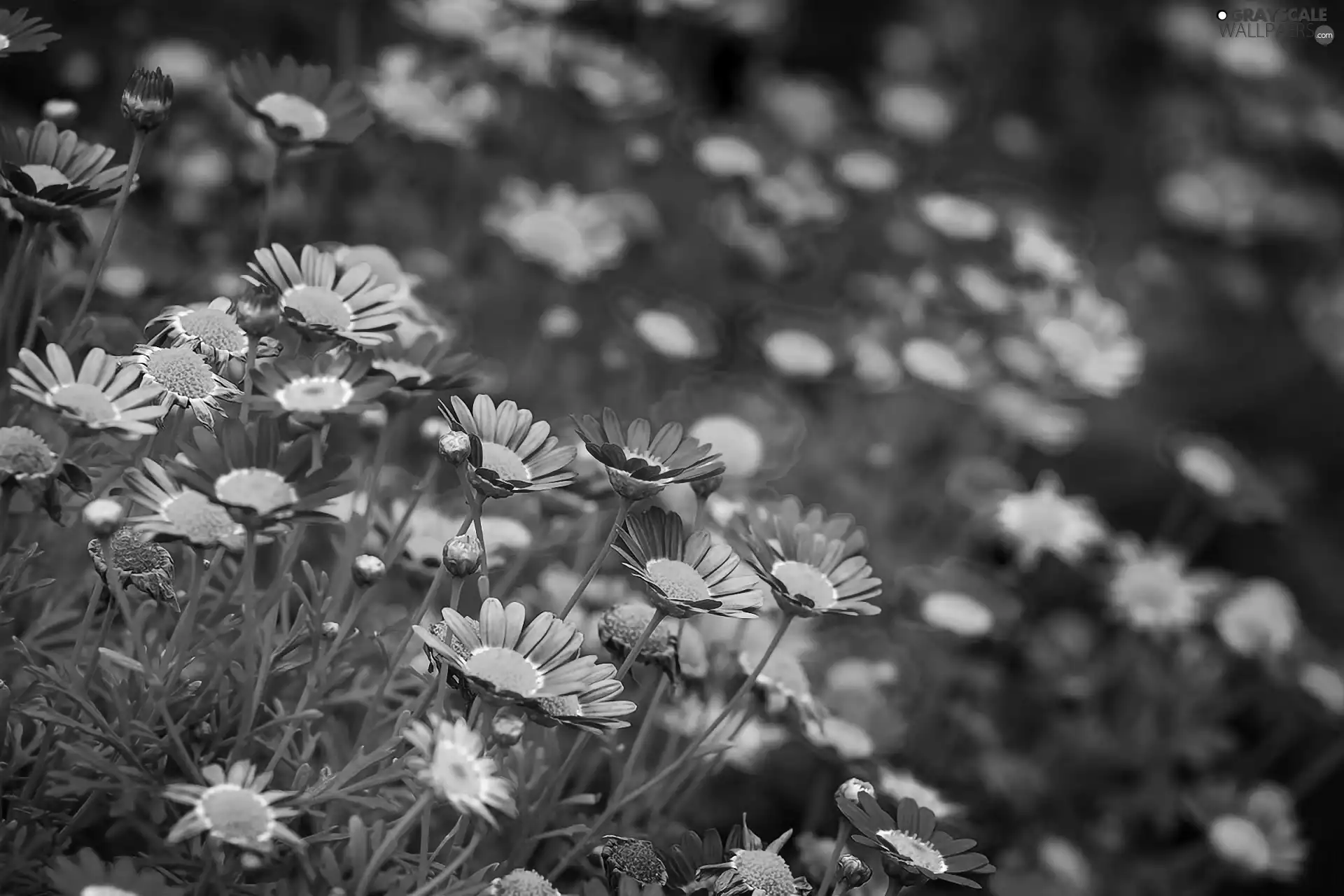 daisies, Meadow