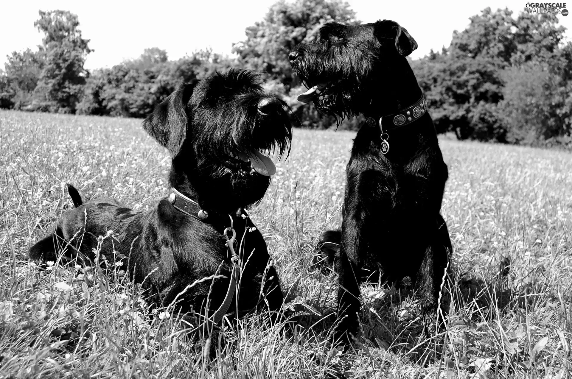 Two cars, Schnauzers, Meadow, puppies