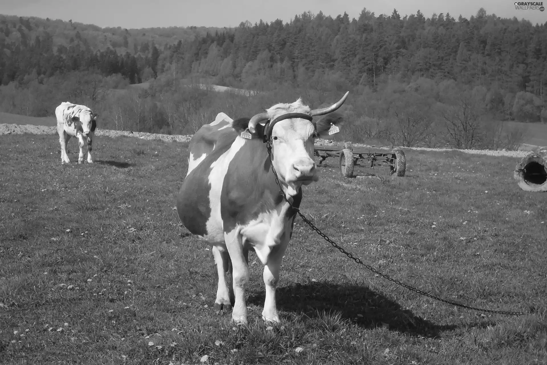 Meadow, Cow, chain