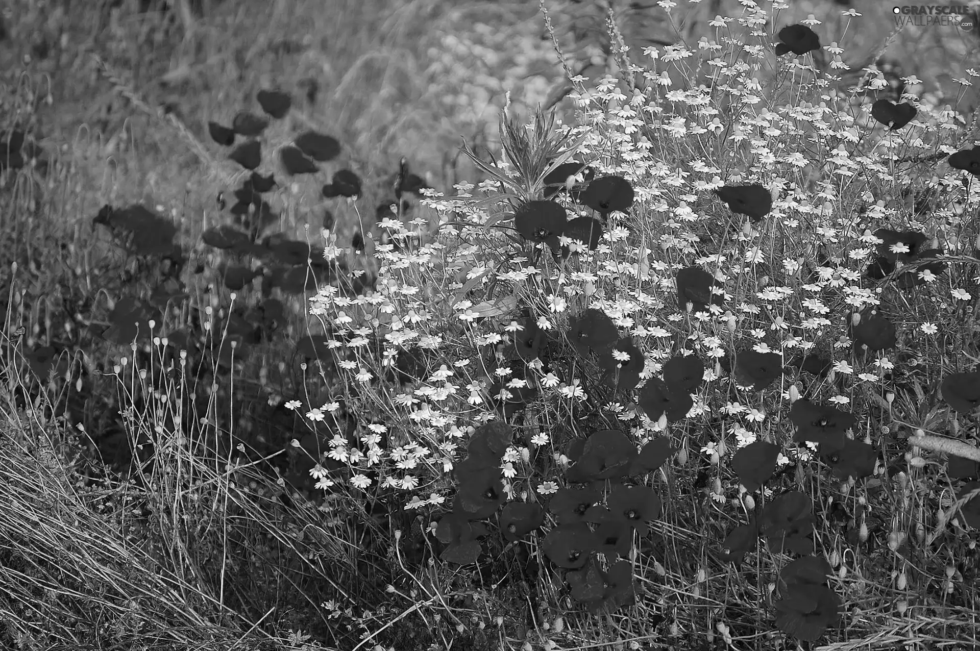 Meadow, papavers, chamomile