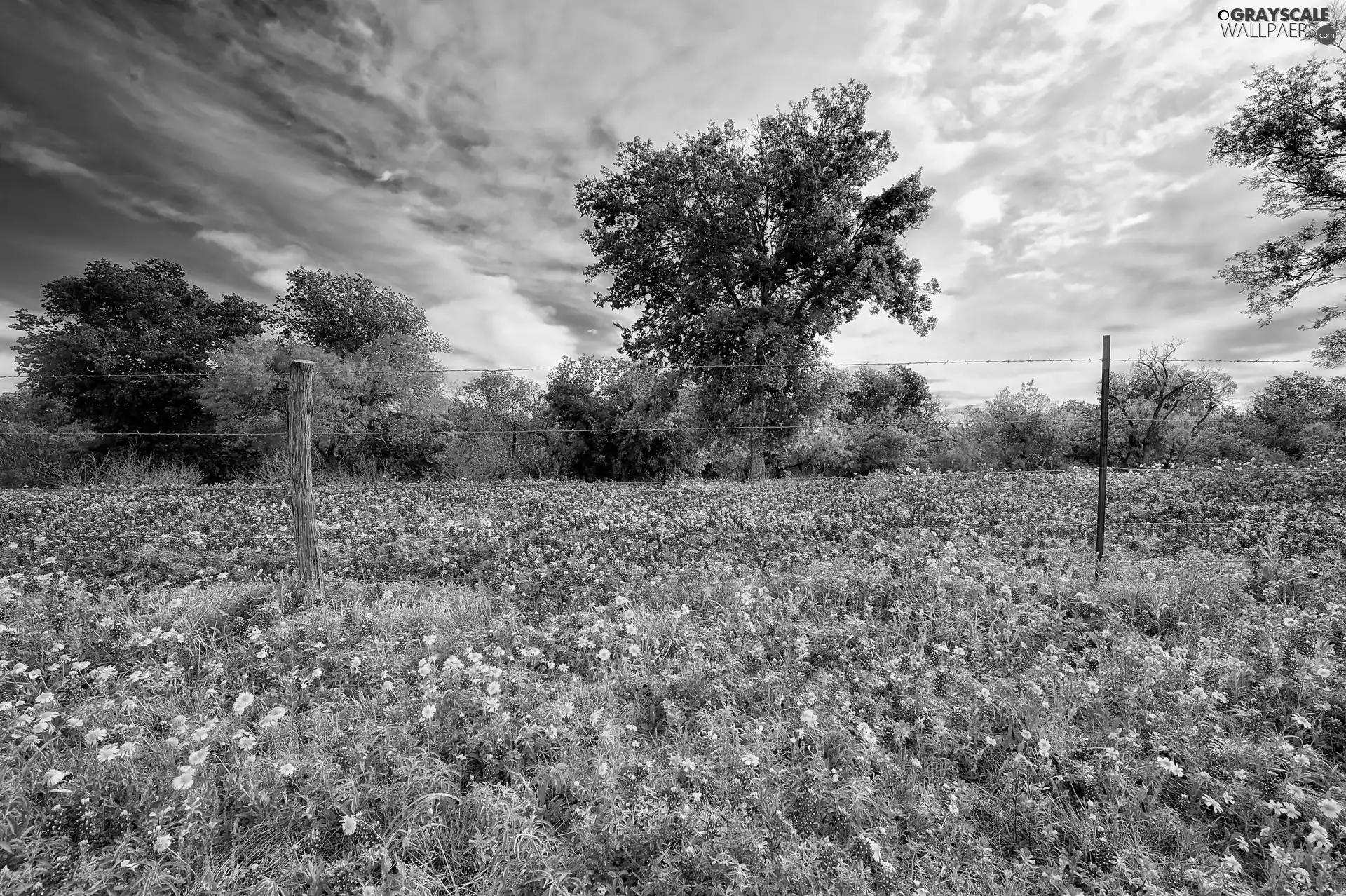 fence, trees, Meadow, clouds, Flowered, viewes