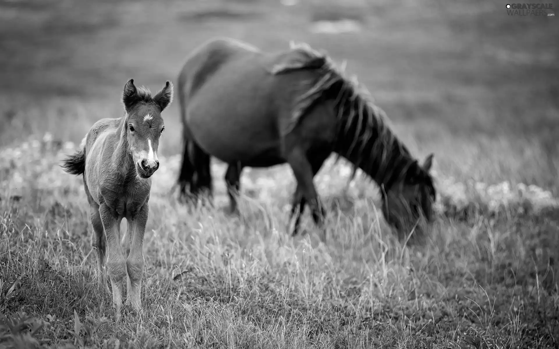 Meadow, bloodstock, Colt