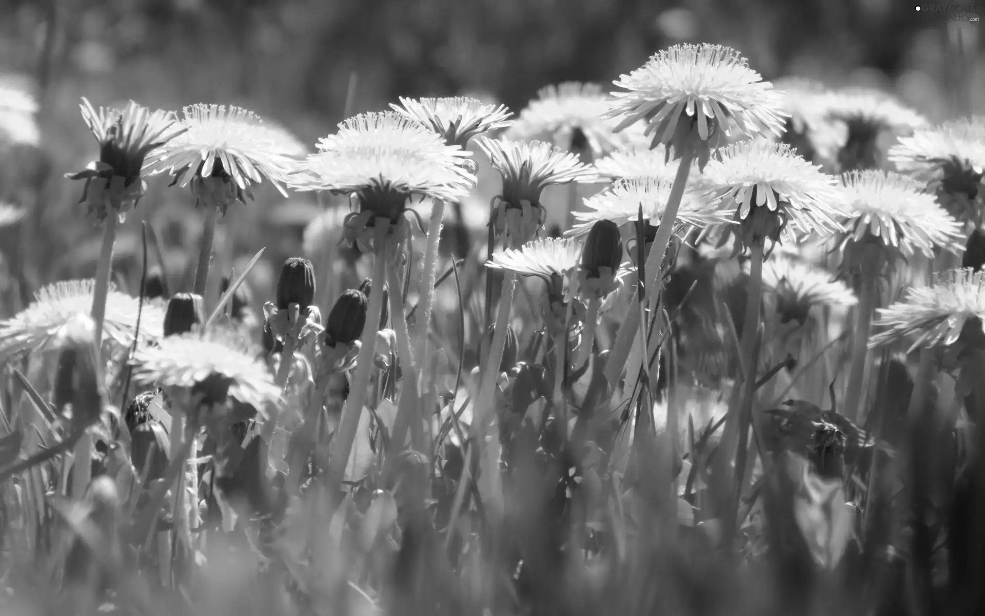 Meadow, puffball, common