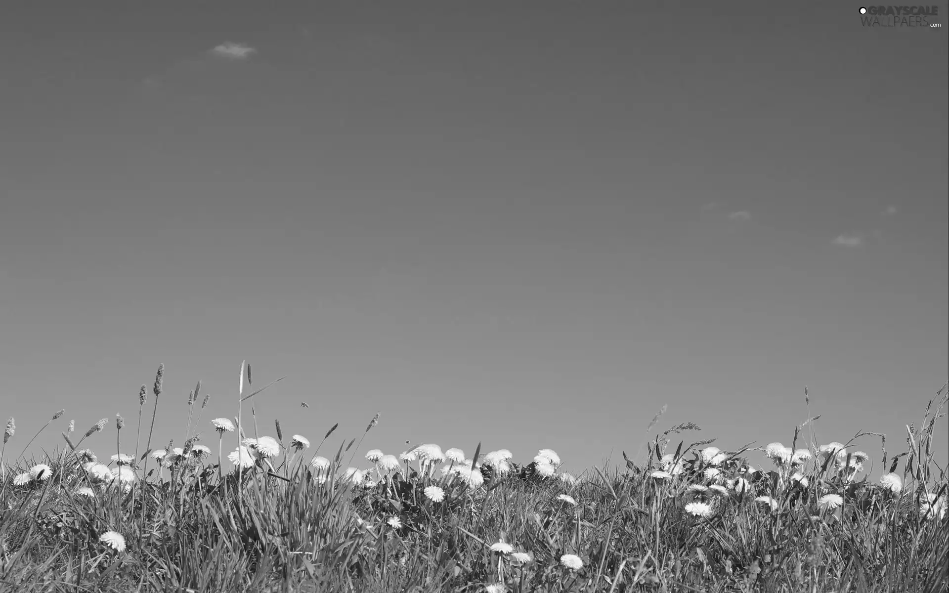 Sky, Common Dandelion, Meadow