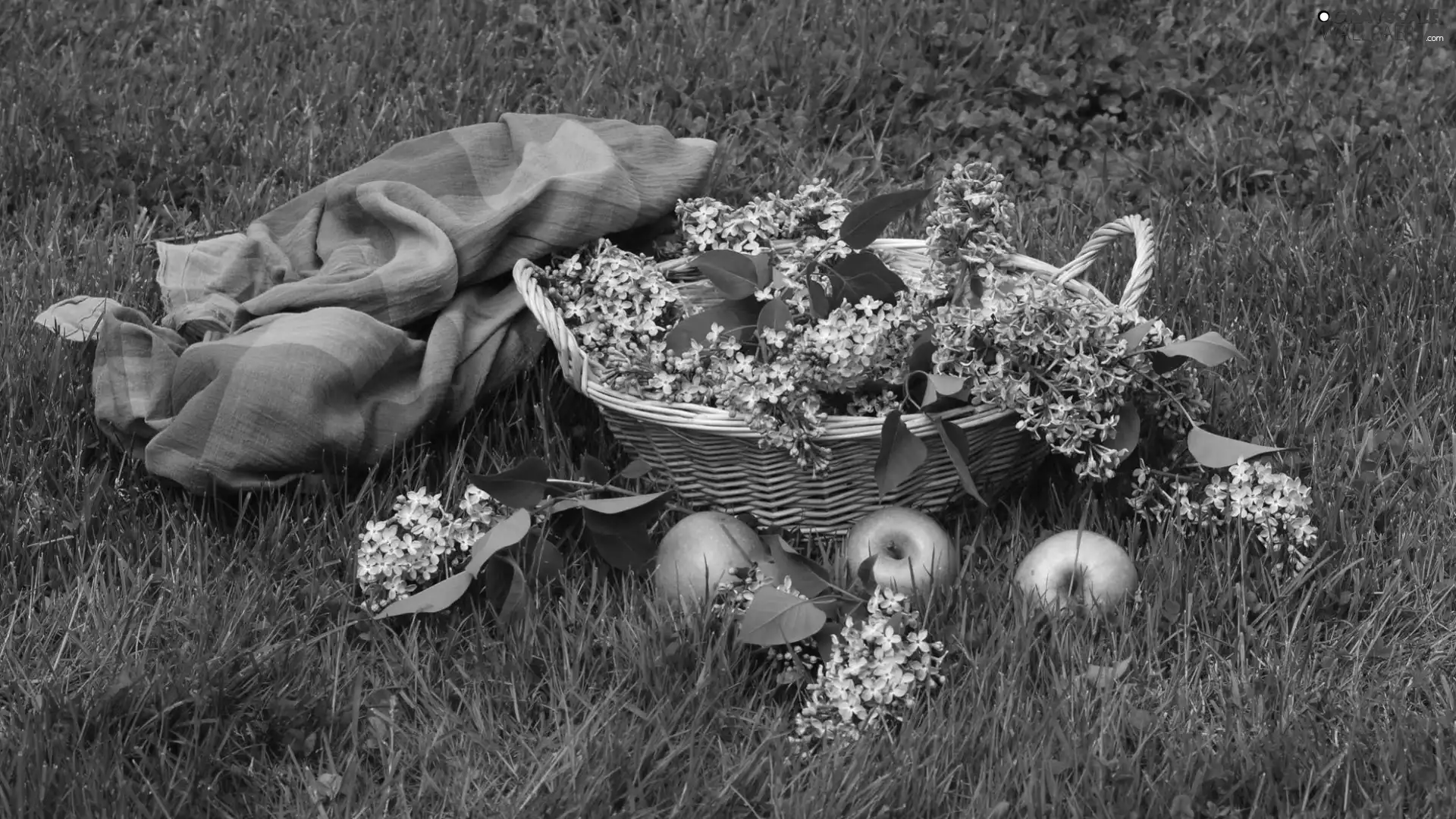 Meadow, composition, apples, basket, without