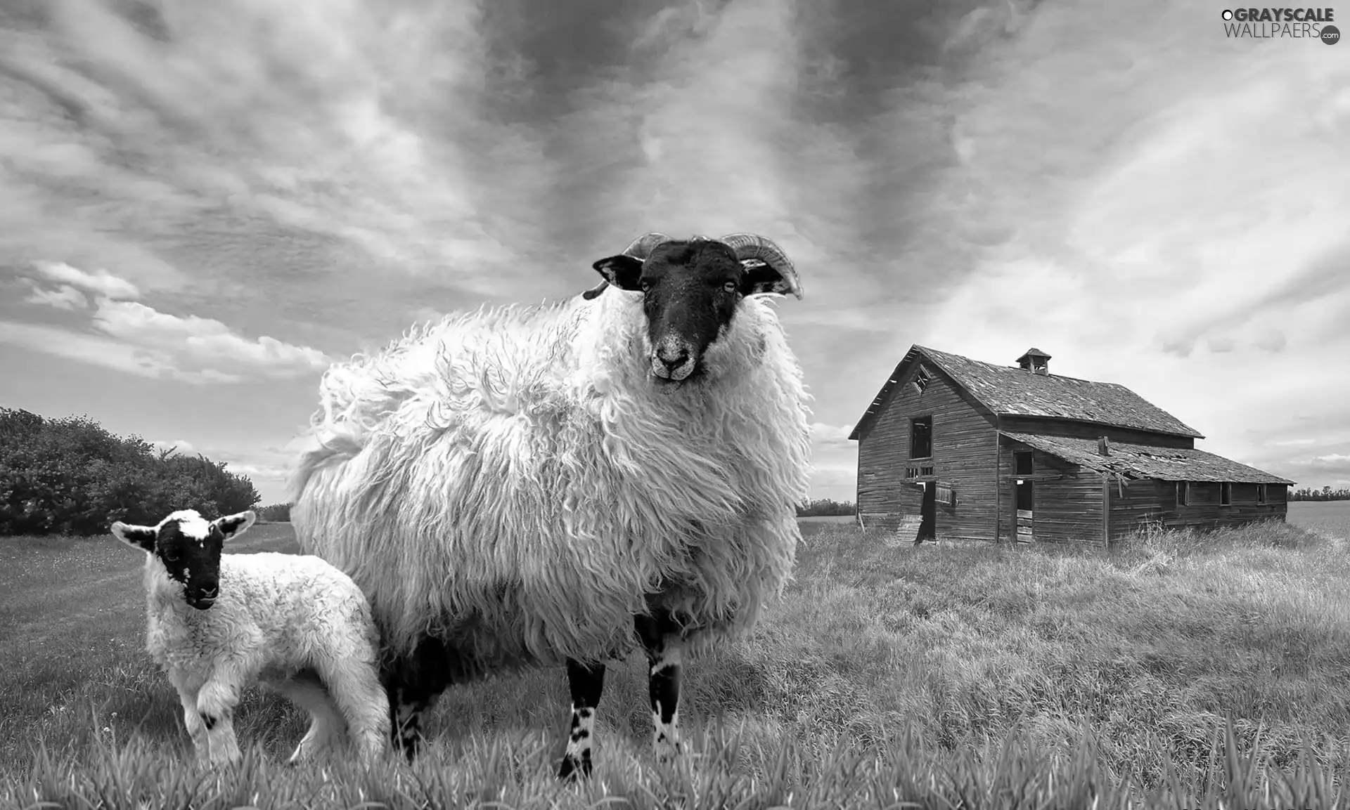 Meadow, Sheep, cote