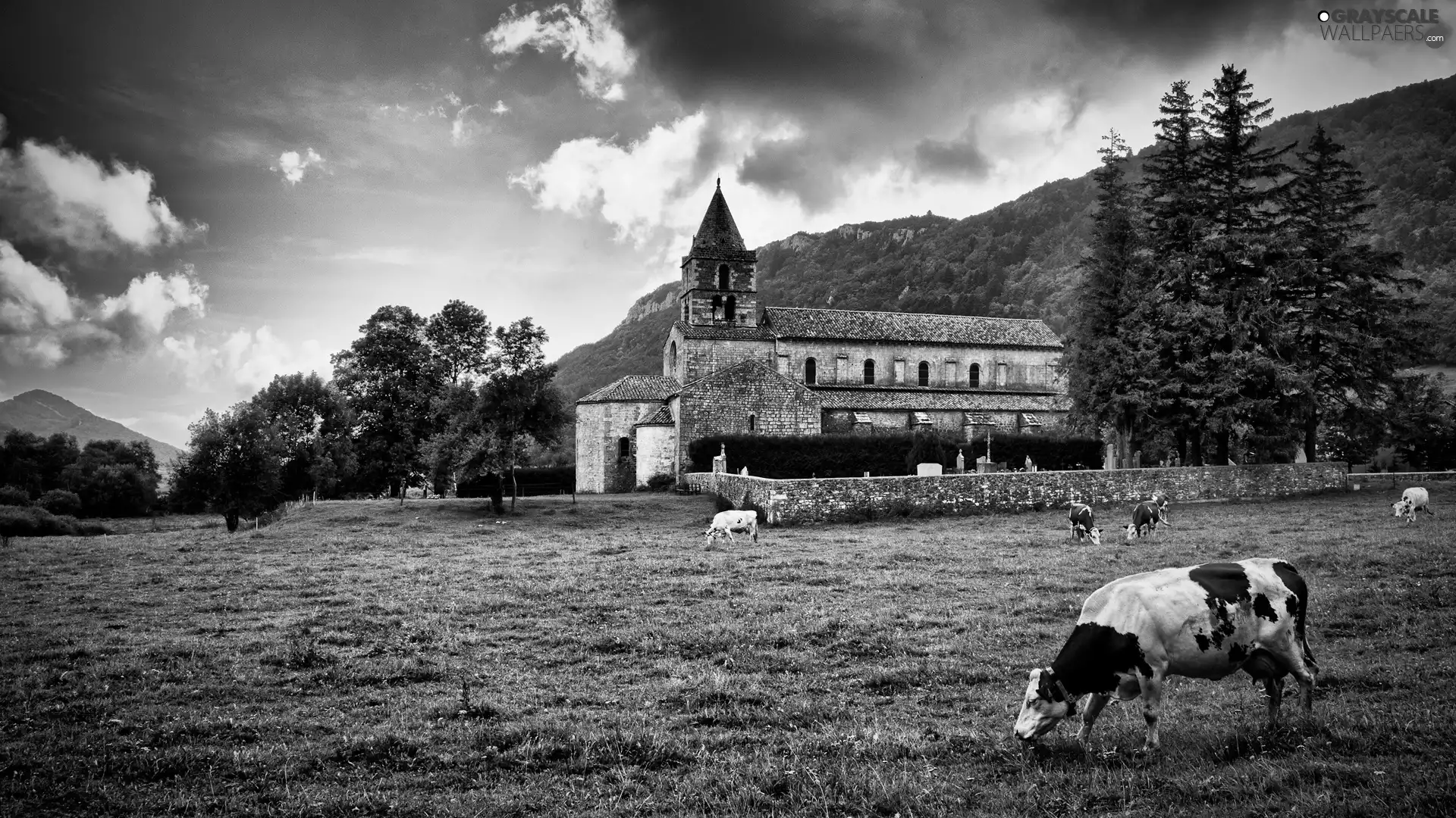 Meadow, Cows, trees, viewes, Church