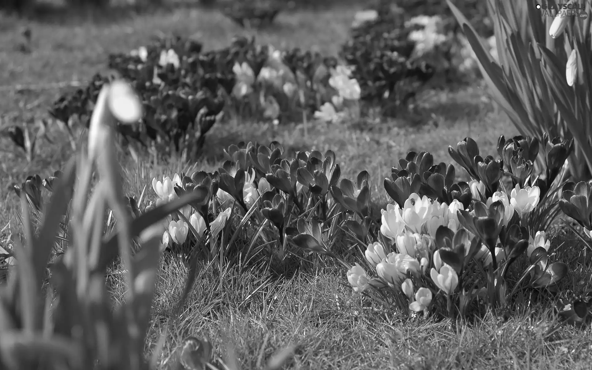 Meadow, Spring, crocuses