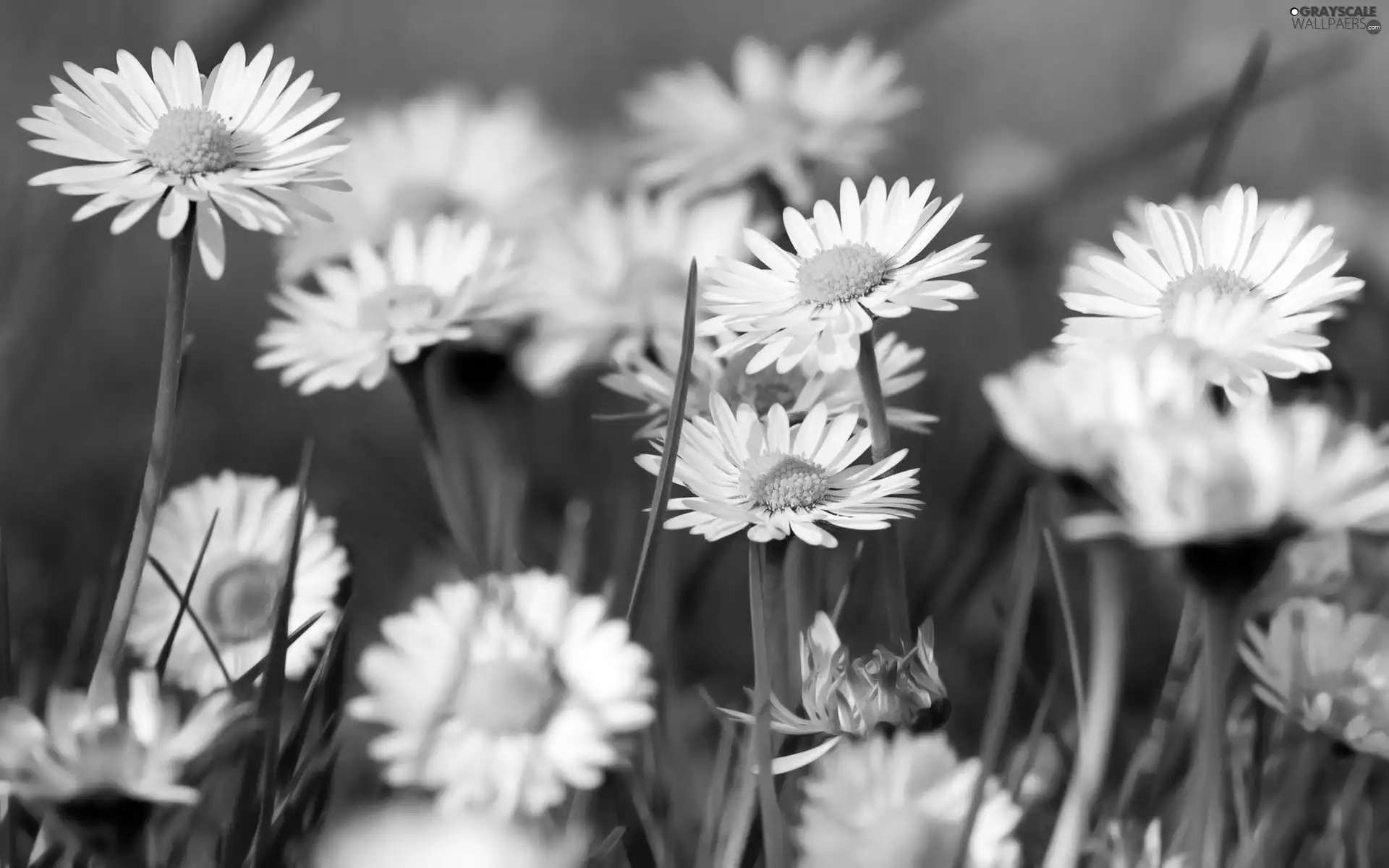 daisies, Meadow