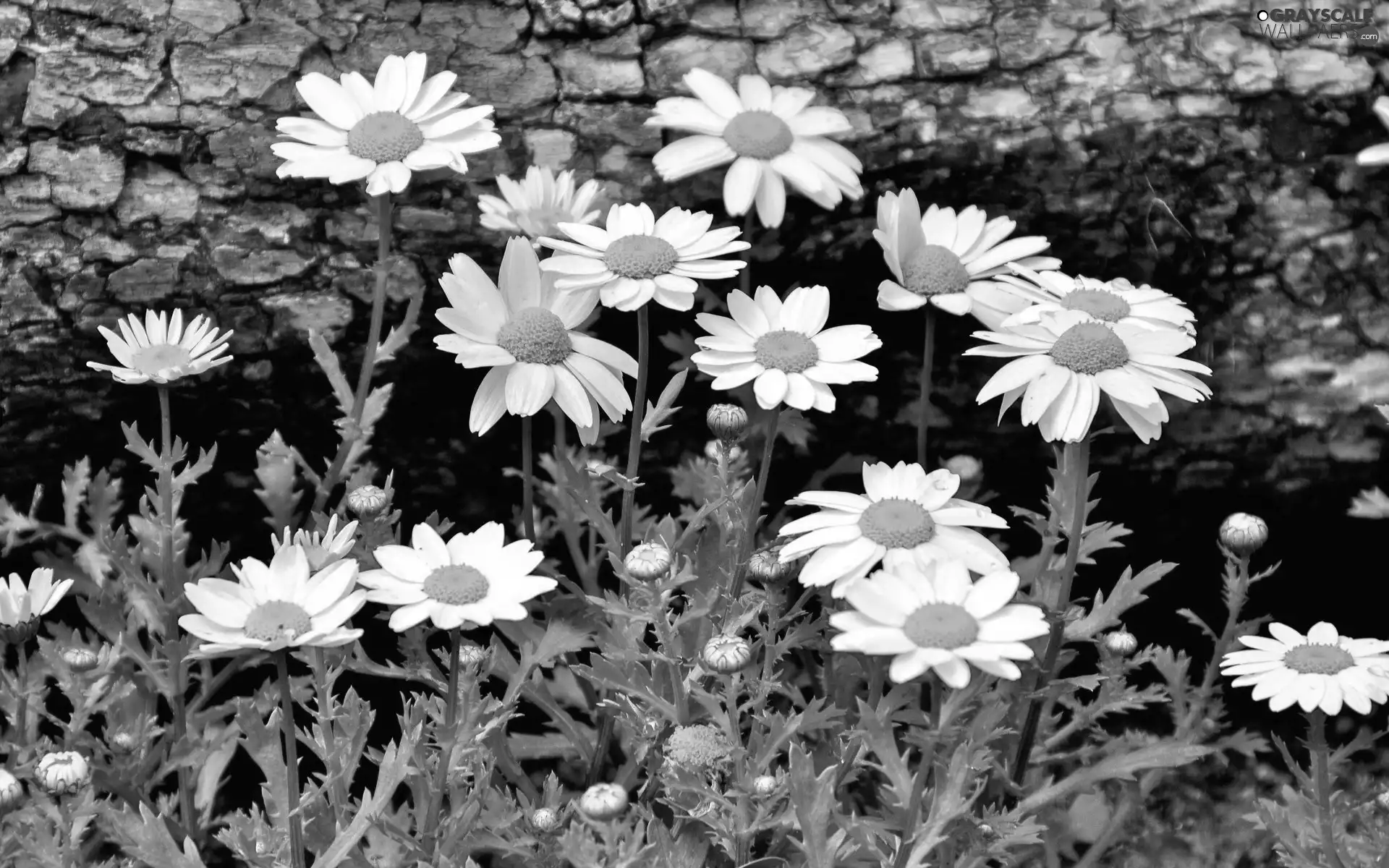 daisy, Meadow