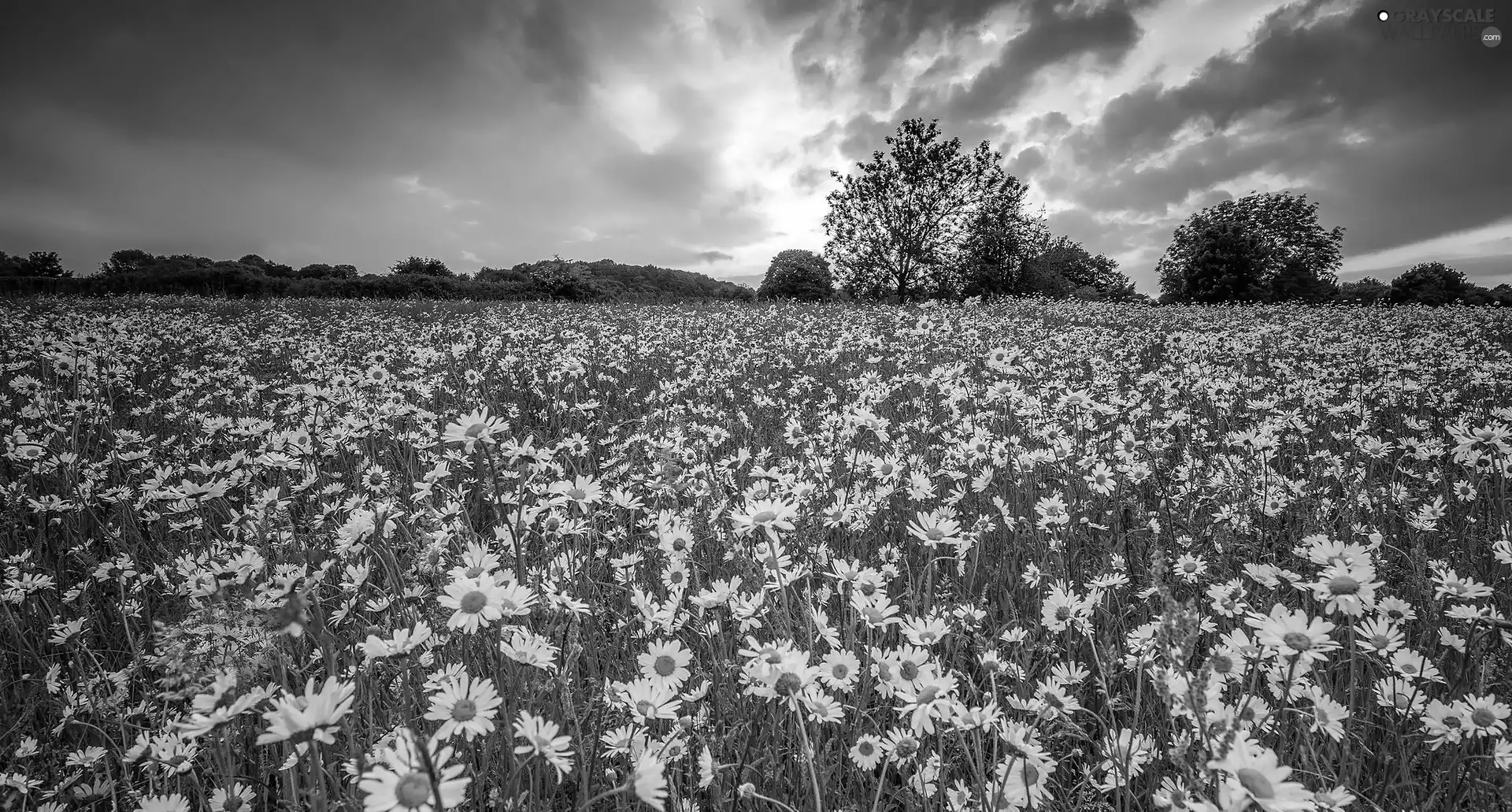 viewes, Meadow, daisy, trees, Flowers