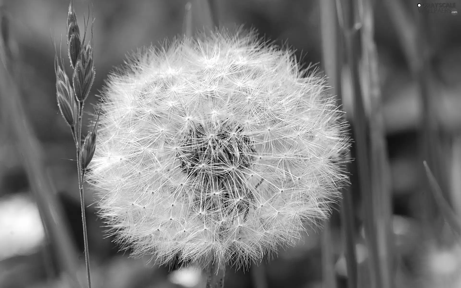 dandelion, Meadow