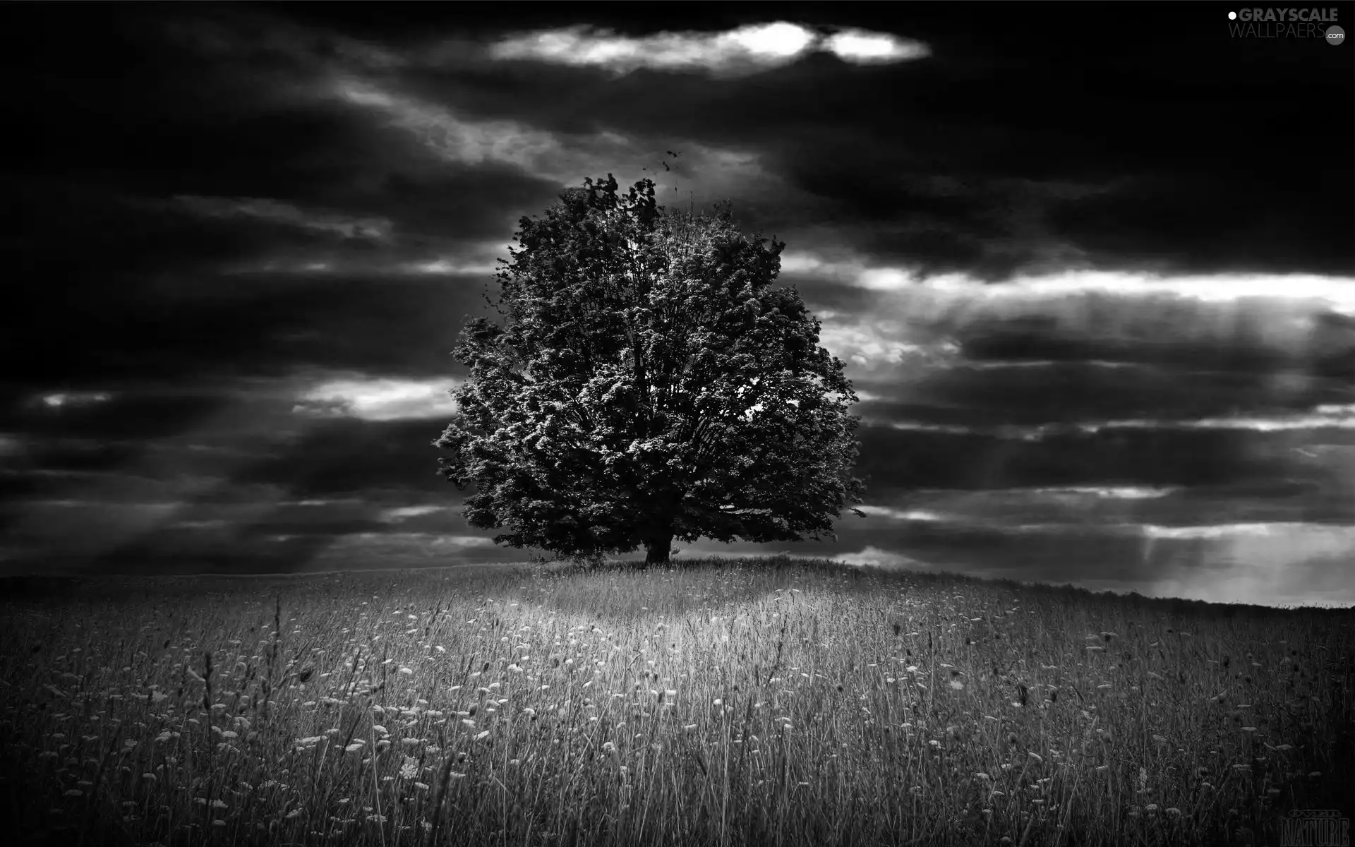 dark, trees, Meadow, clouds