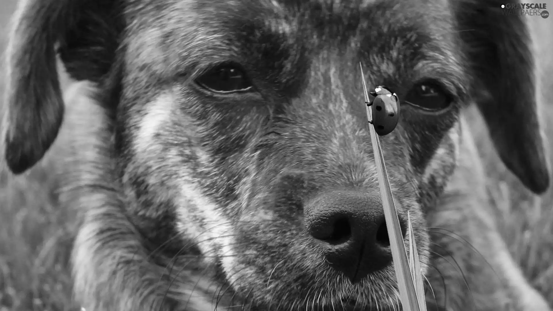 dog, grass, Meadow, ladybird