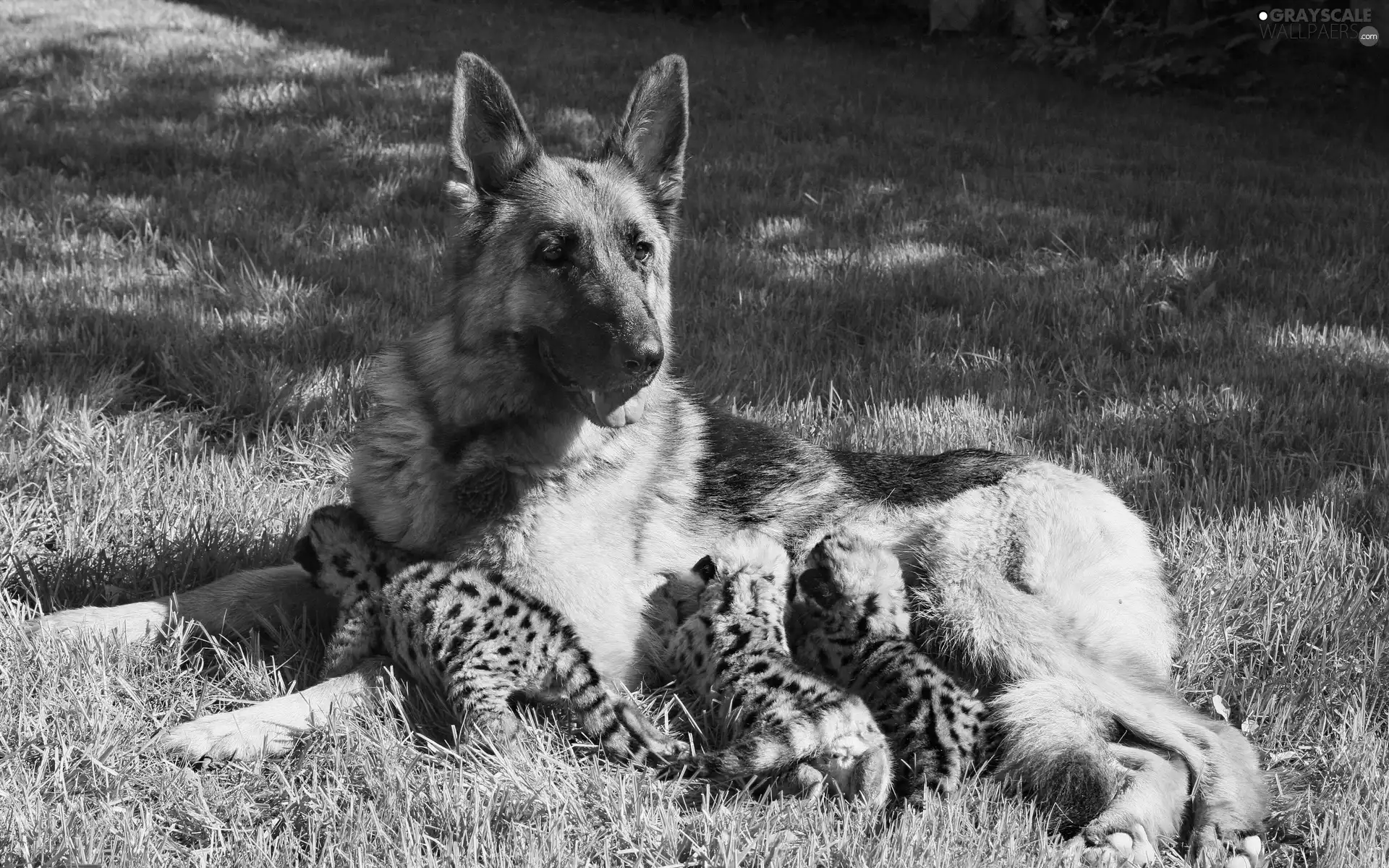 sheep-dog, Leopard, Meadow, young