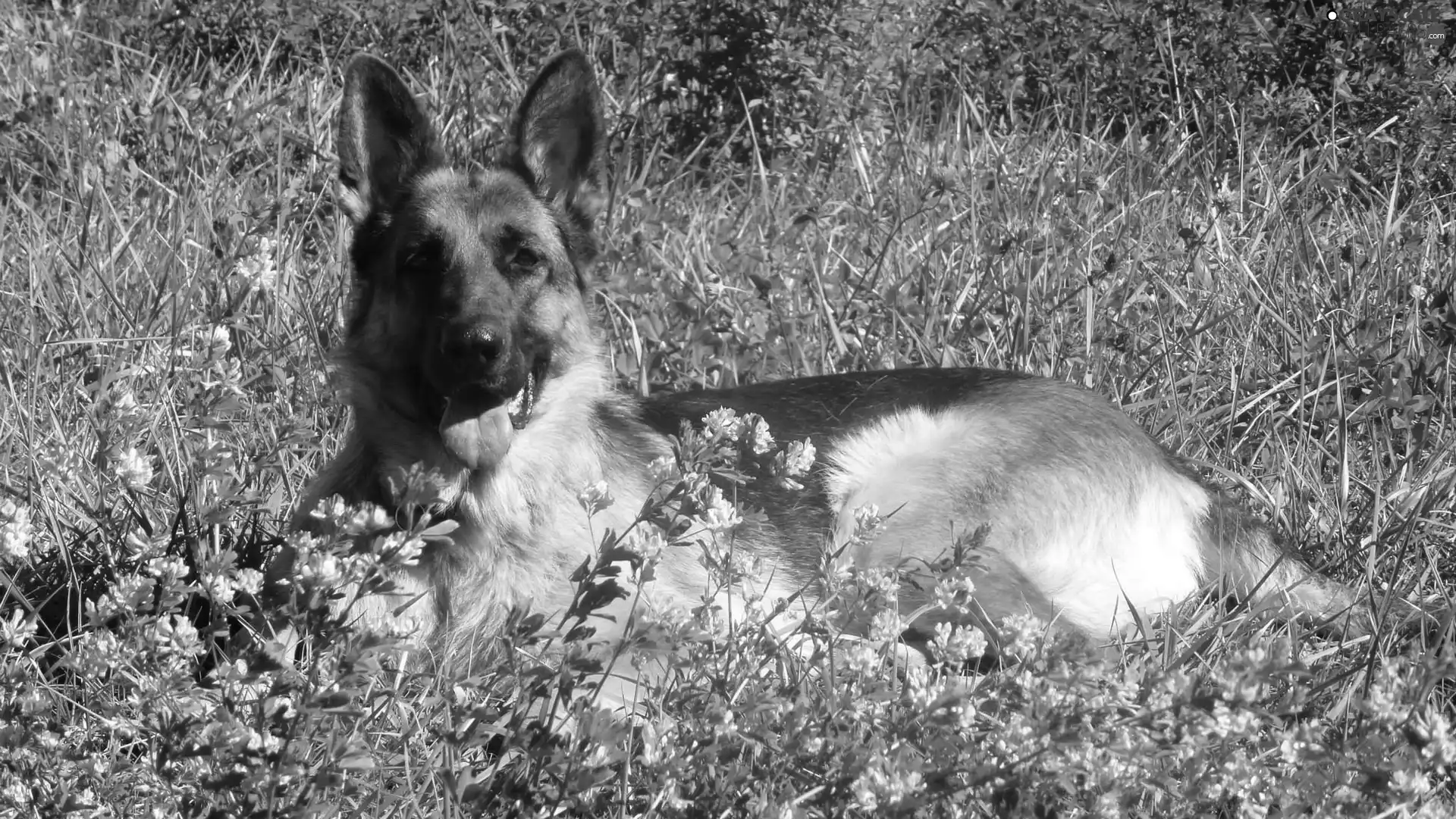 dog, Meadow