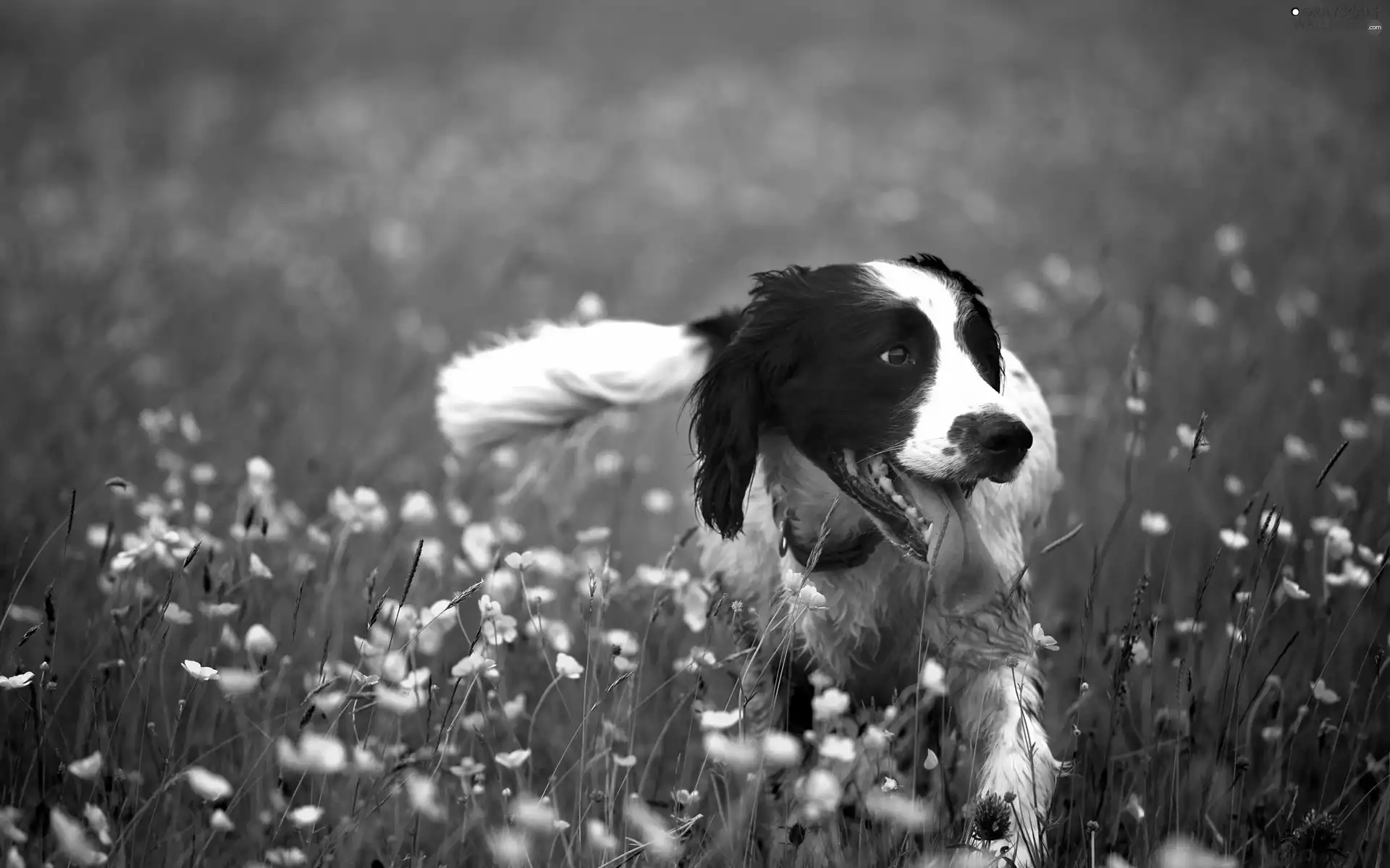 doggy, Meadow