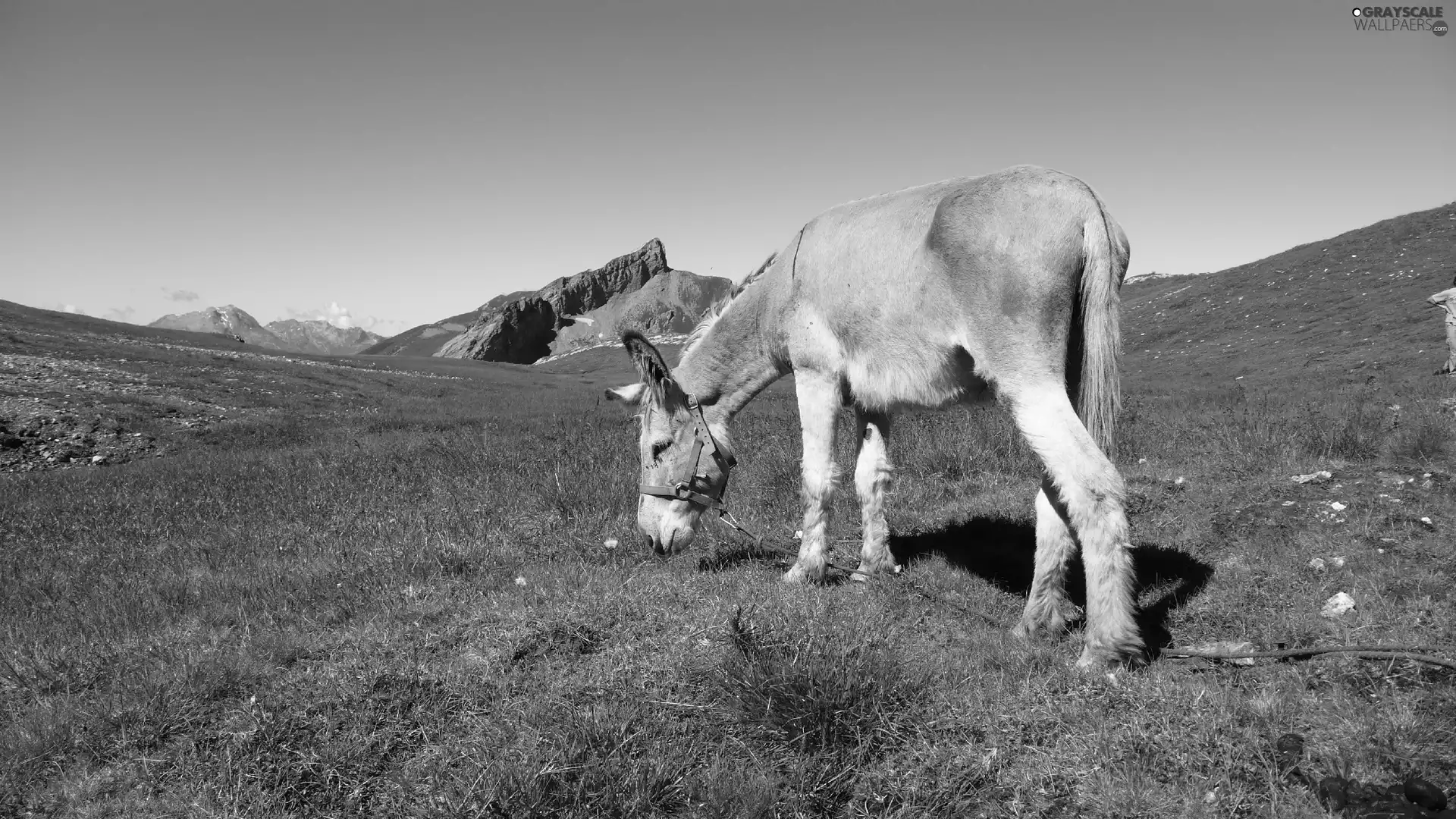 Donkey, Meadow