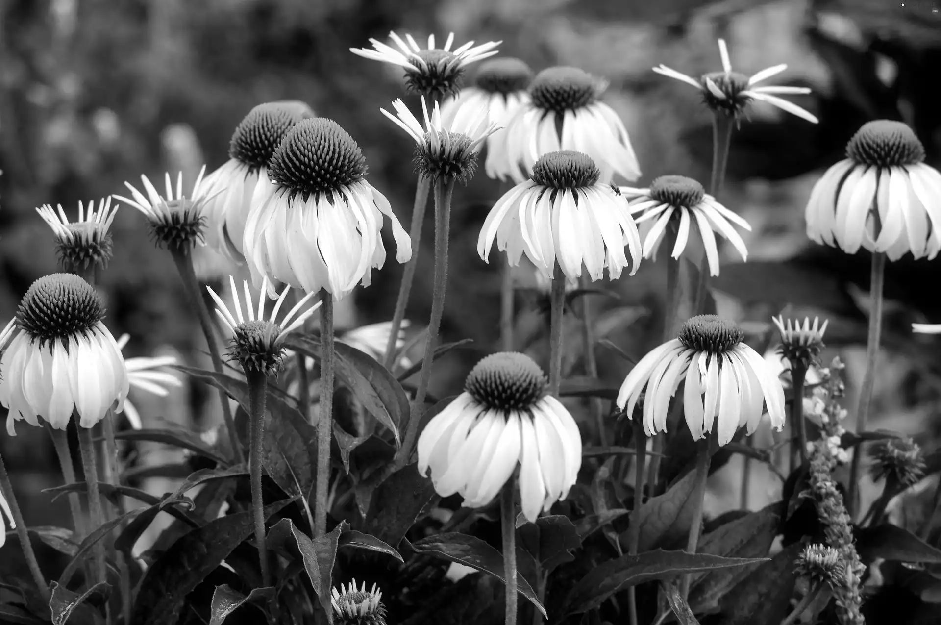 Meadow, Flowers, echinacea