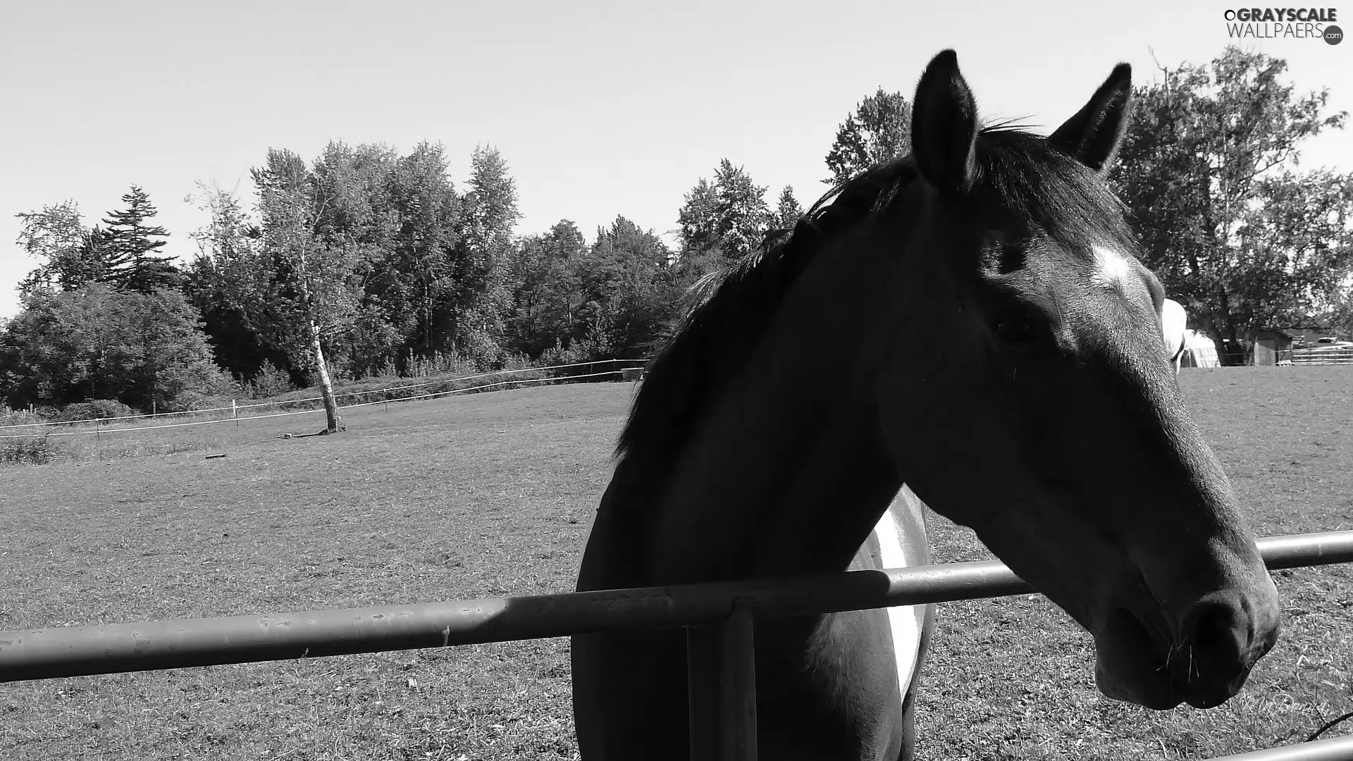 Meadow, Horse, fence