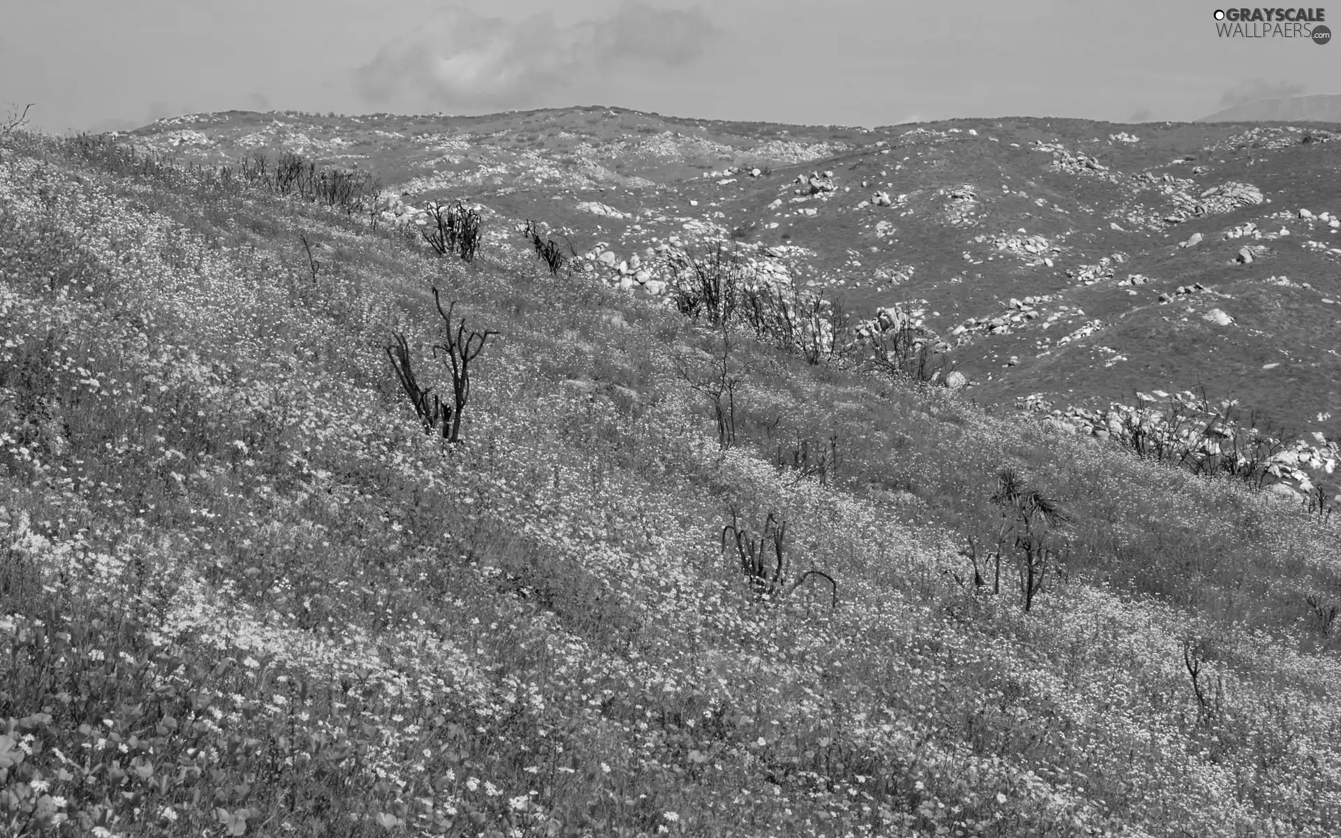 Floral, Meadow