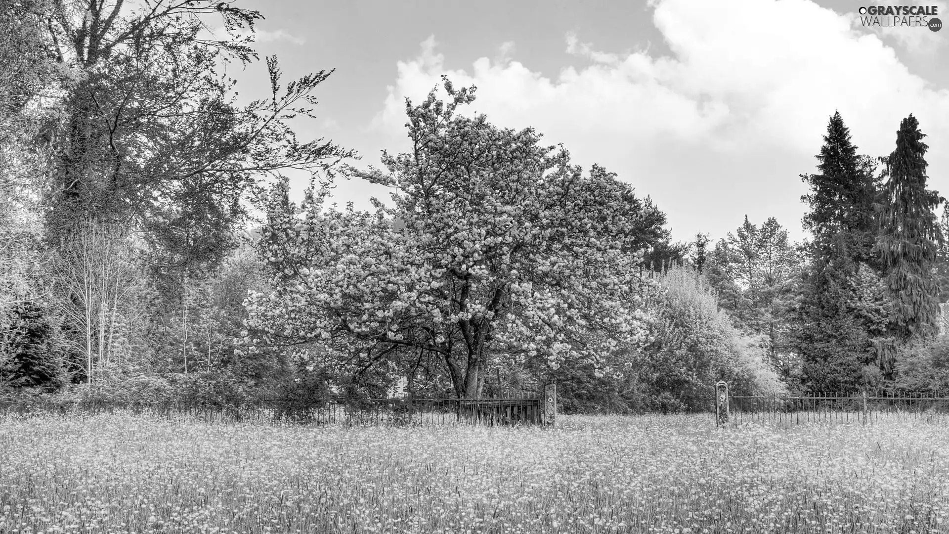 flourishing, kirsch, Meadow, trees