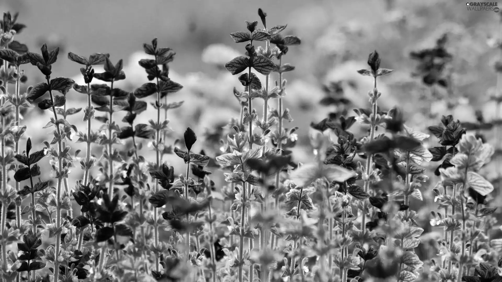 Meadow, Coloured, Flowered