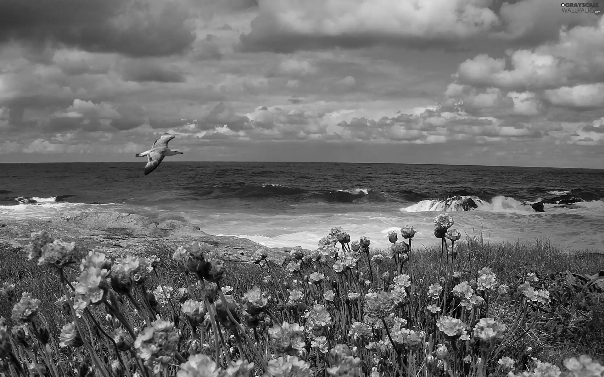 Waves, sea, Meadow, Flowers, Bird, rocks