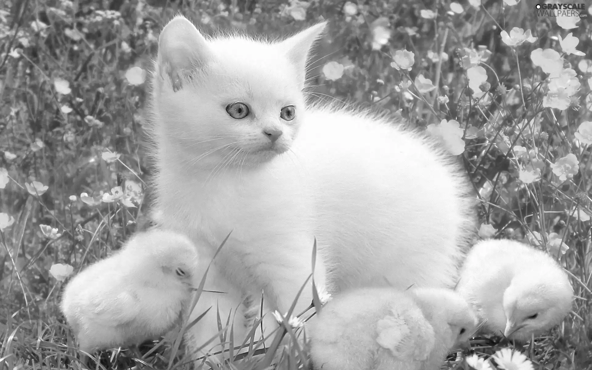 Three, White, Meadow, Flowers, chickens, kitten